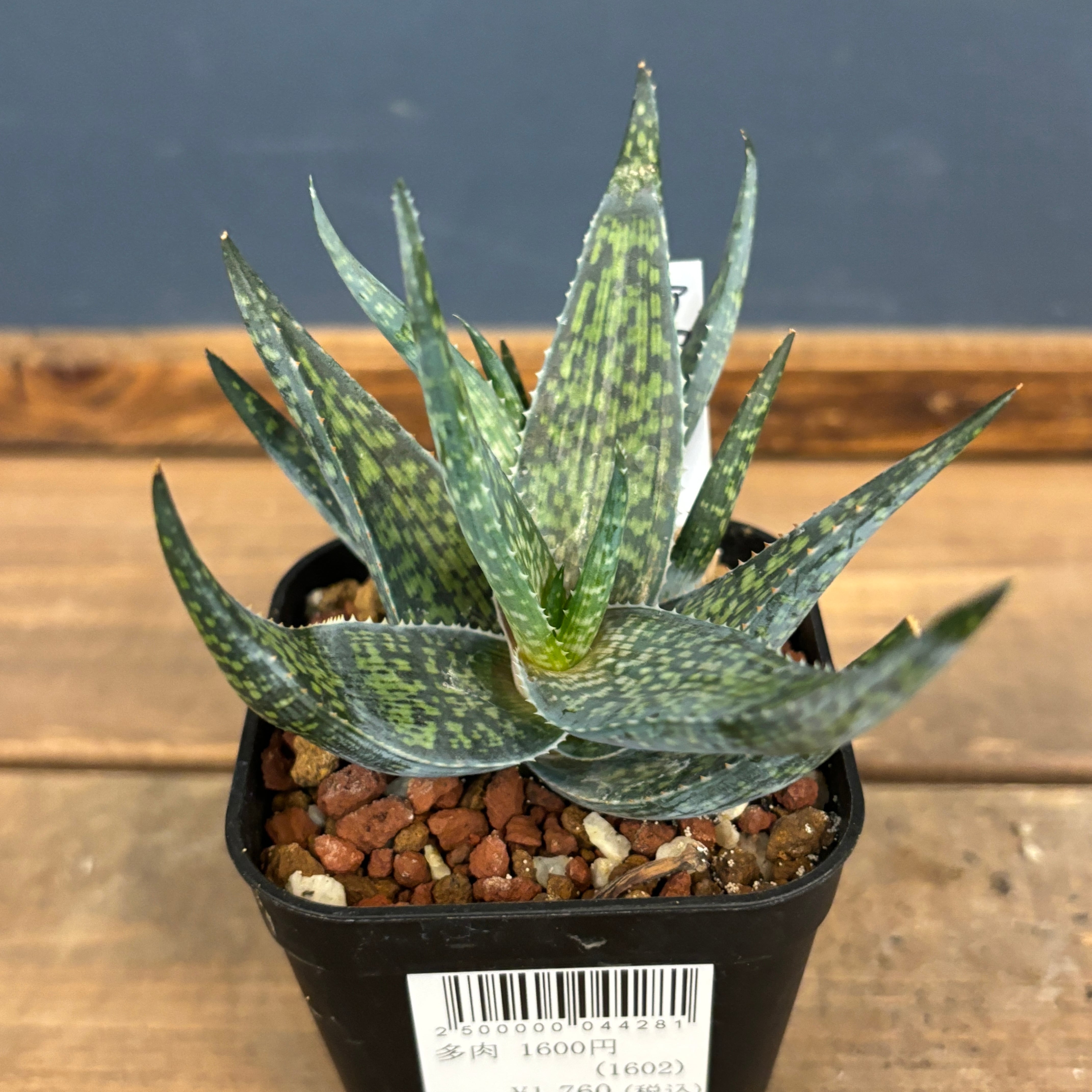 PROTOLEAF プロトリーフ