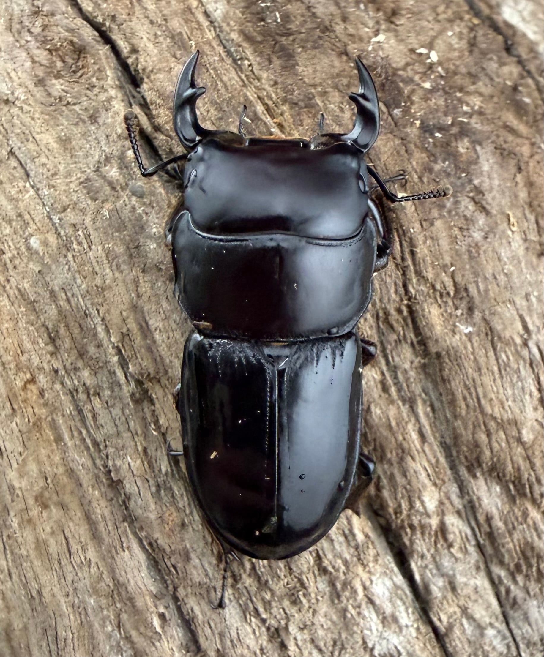 スキットオオクワガタ 33mm ペア》 | KPW公式オンラインショップ