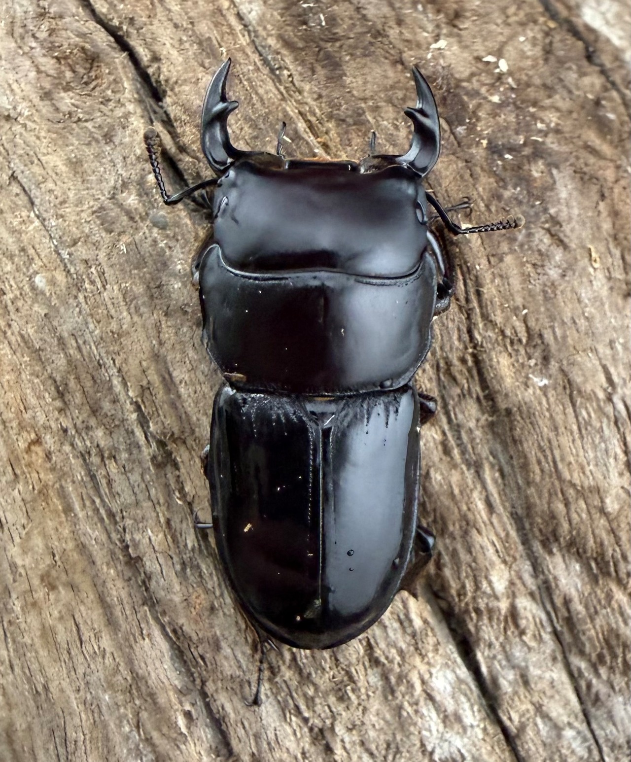 《スキットオオクワガタ 33mm ペア》