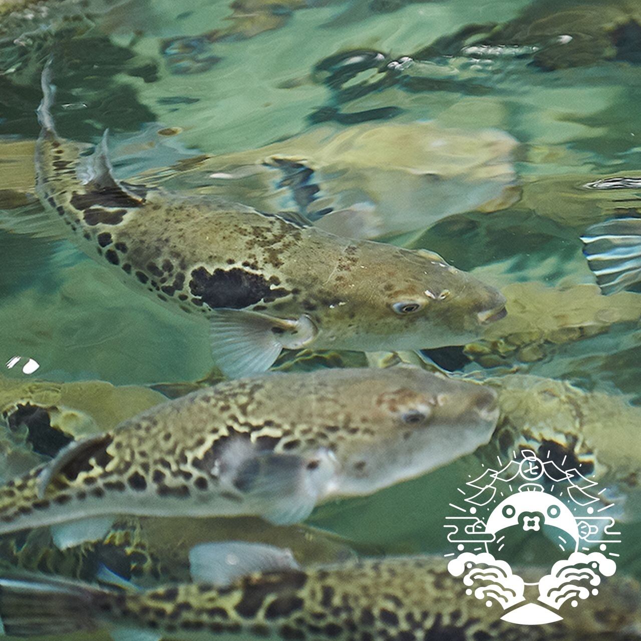 壱岐七ふく神】トラフグ極上ヒレ酒用ヒレ（50杯分）！ | こだわりいい