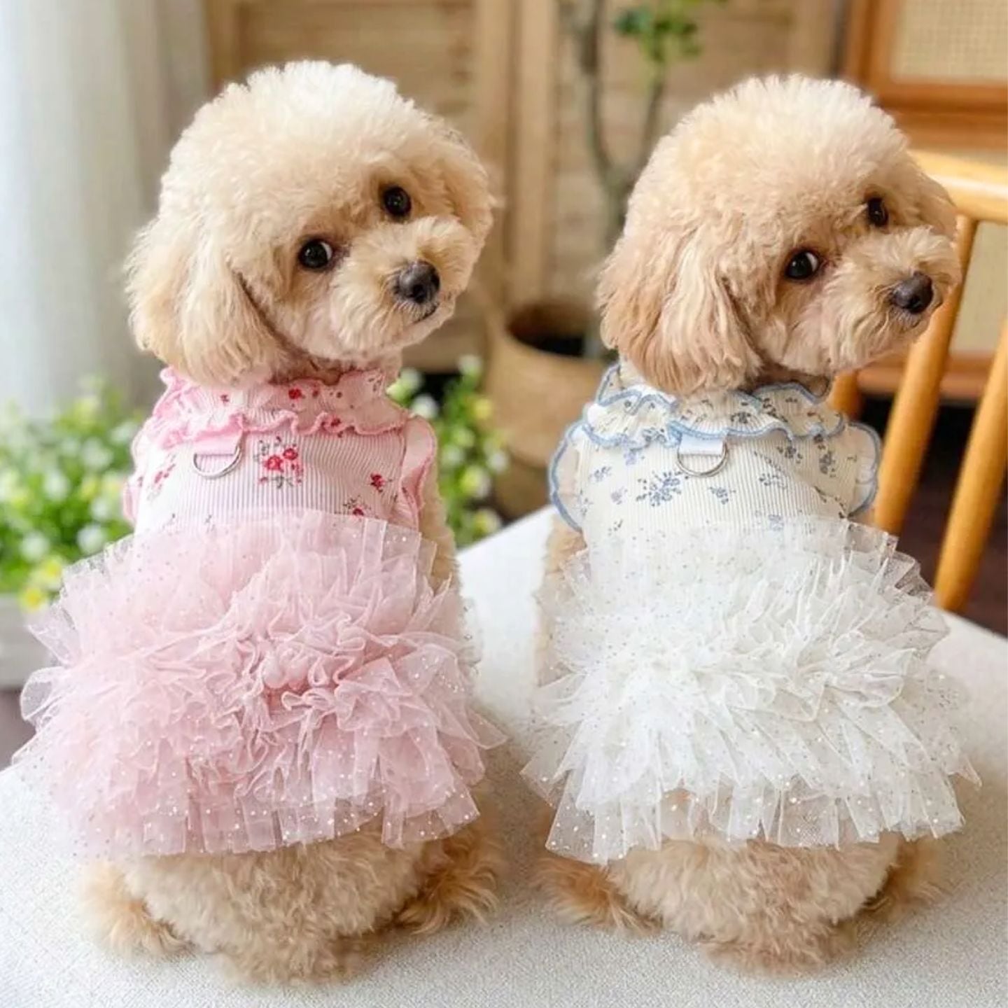 予約】ふんわりチュールフリルワンピース 犬服 小型犬用 花柄レース