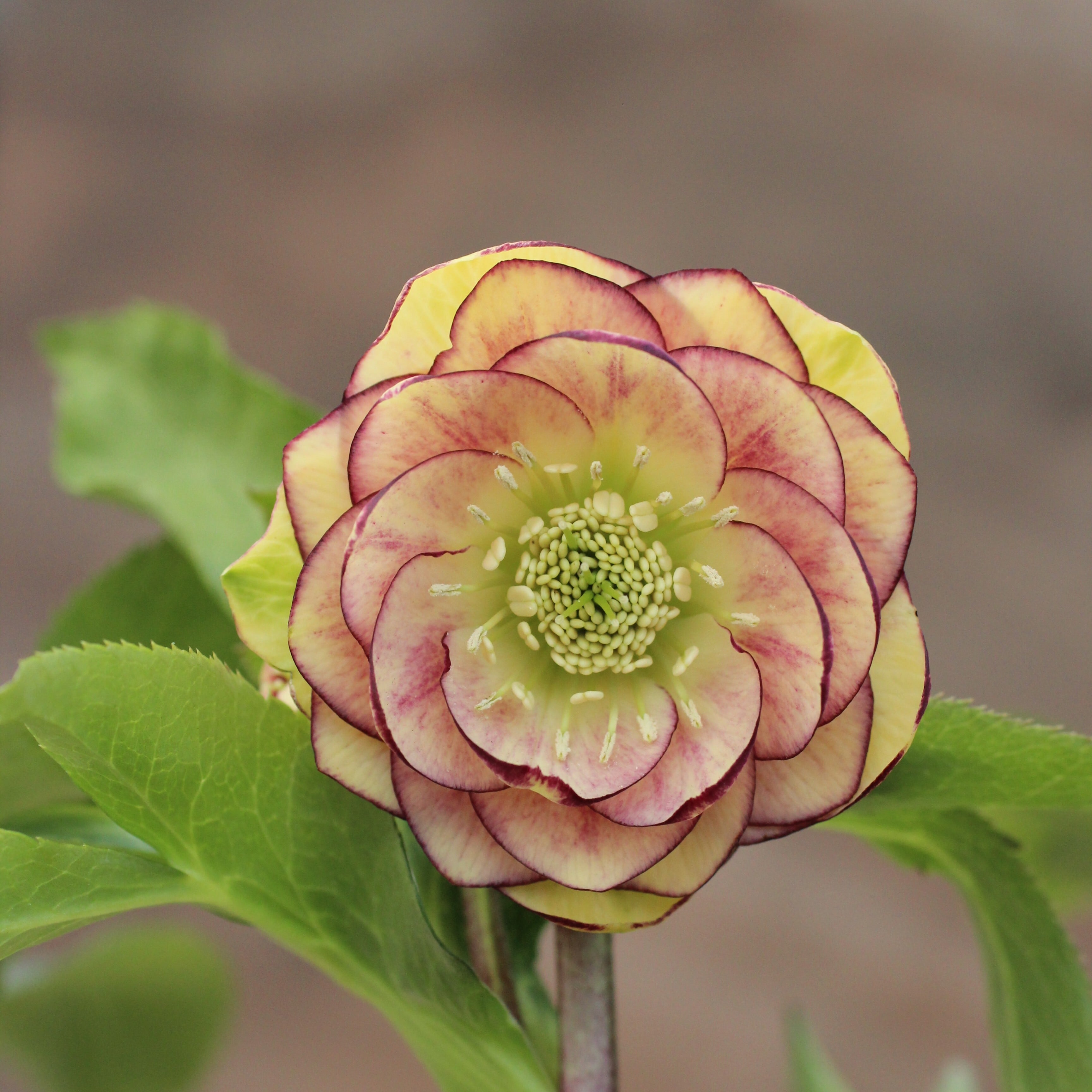 いちご 様 featherdance mint×yellow WS26-077 クリスマスローズ ウィンターシンフォニー イエローピンク