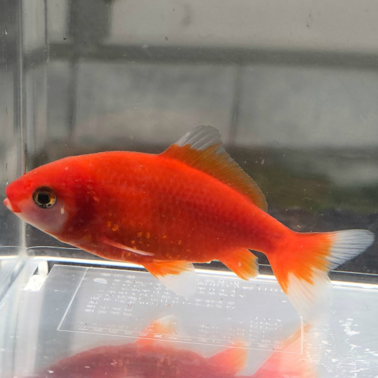 （金魚）国産　赤紅葉和金　三つ尾／四つ尾　江戸川産　（1匹）【生体】