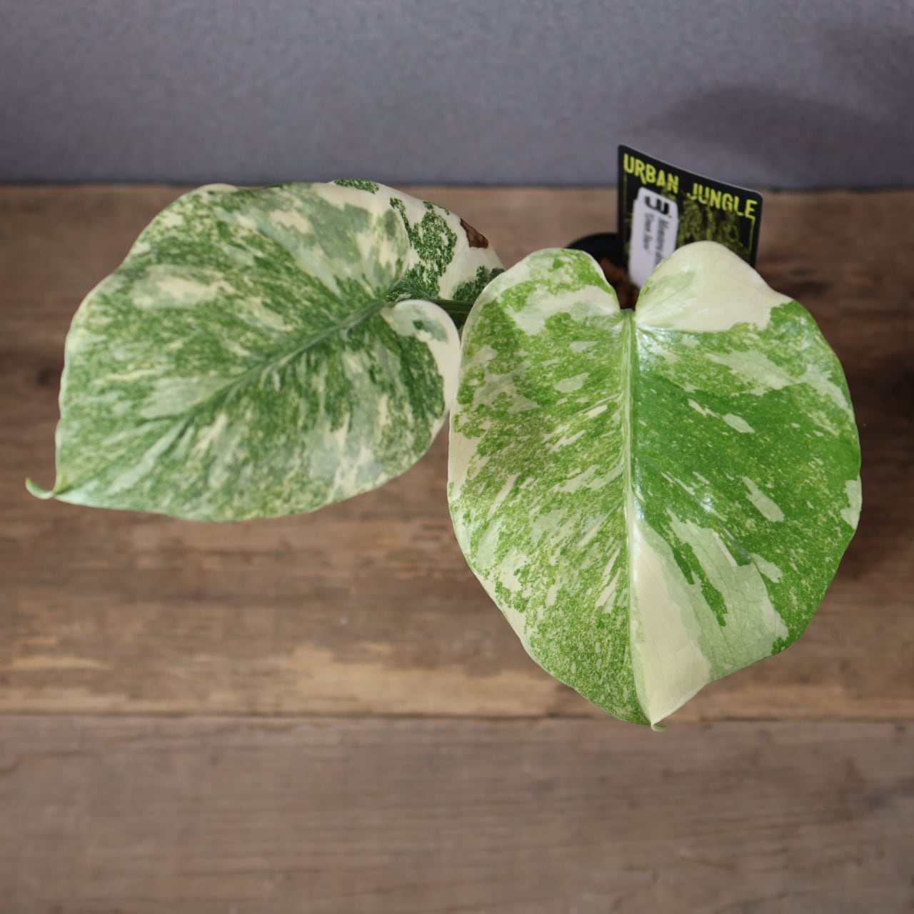 772『urban jungle モンステラ デリシオーサ 'Green Snow'』 観葉植物