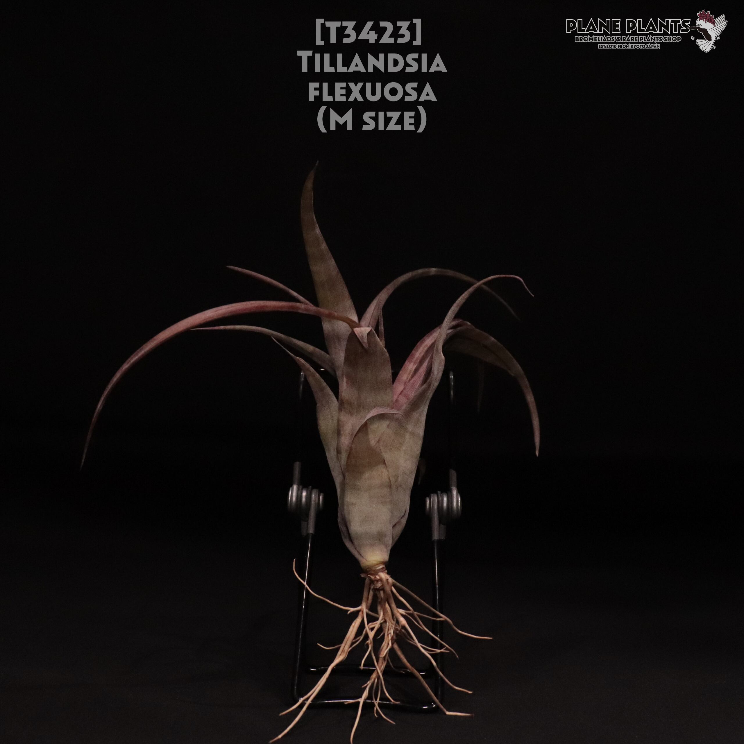 【送料無料】flexuosa M〔エアプランツ〕現品発送T3423