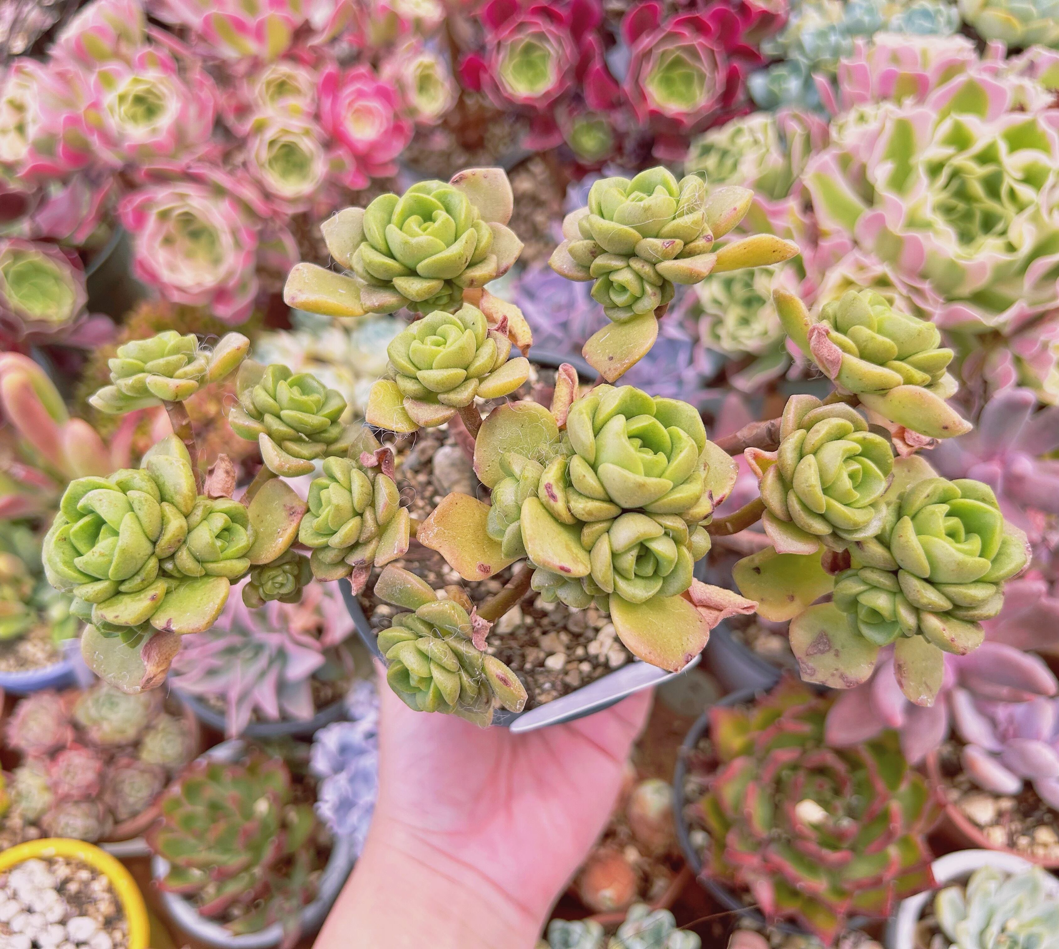 843現物 多肉植物 リリーパット 特大 抜き苗 | PAY ID