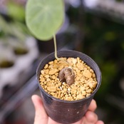 Stephania kaweesakii / ステファニア カウィーサキー⑮ / 観葉植物