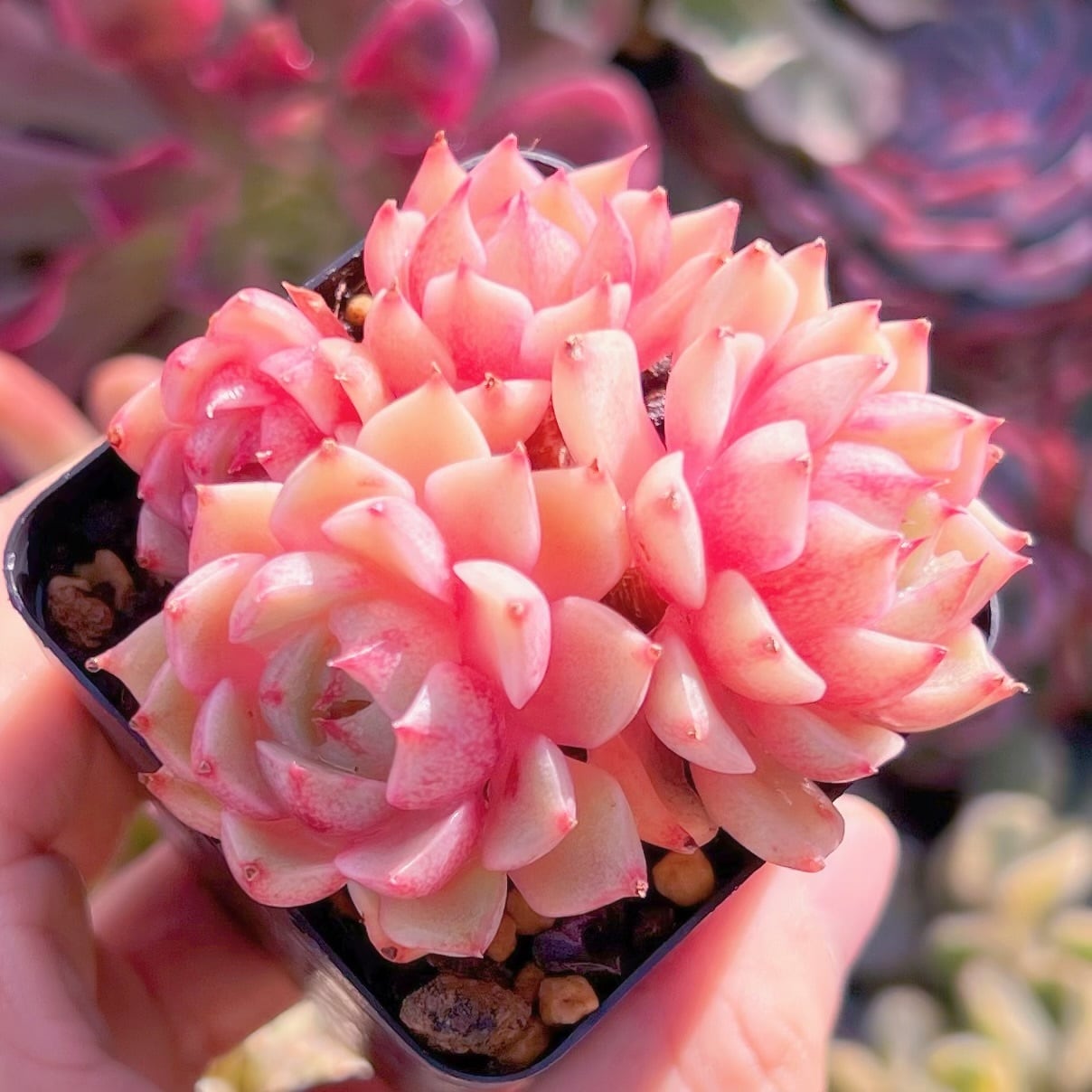 現品　ベンバディス#833   群生　るる農園