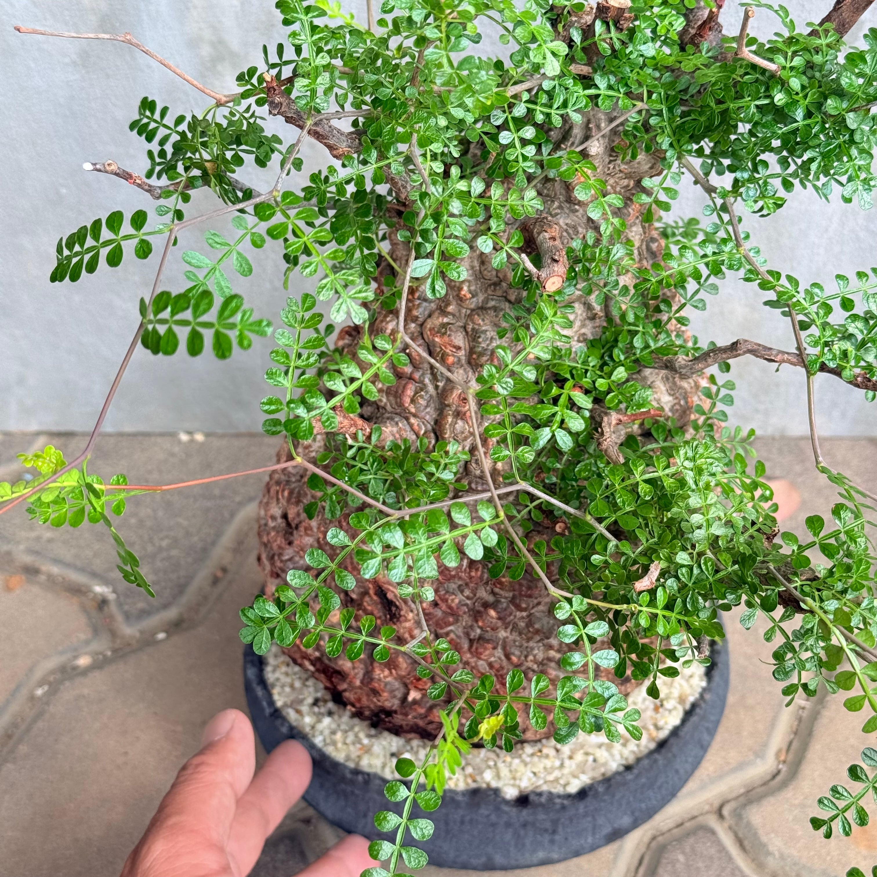 オペルクリカリア パキプス 作家鉢　発根済み　人気サイズ 植物×鉢】オペルクリカリア パキプス 発根済み現地株 ×陶器鉢 | A-PLANTS
