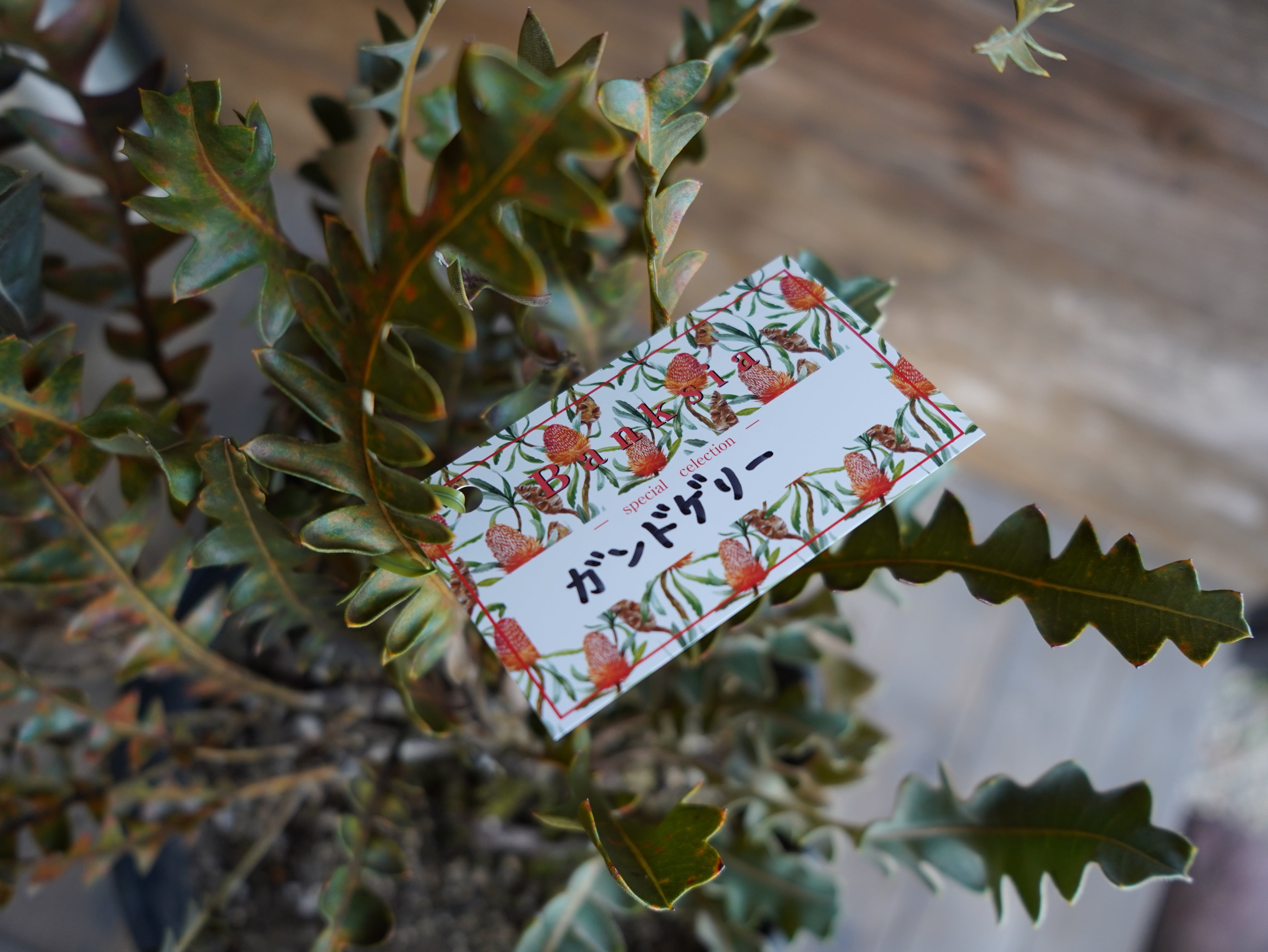 【現物】バンクシア "ガルドネリ"