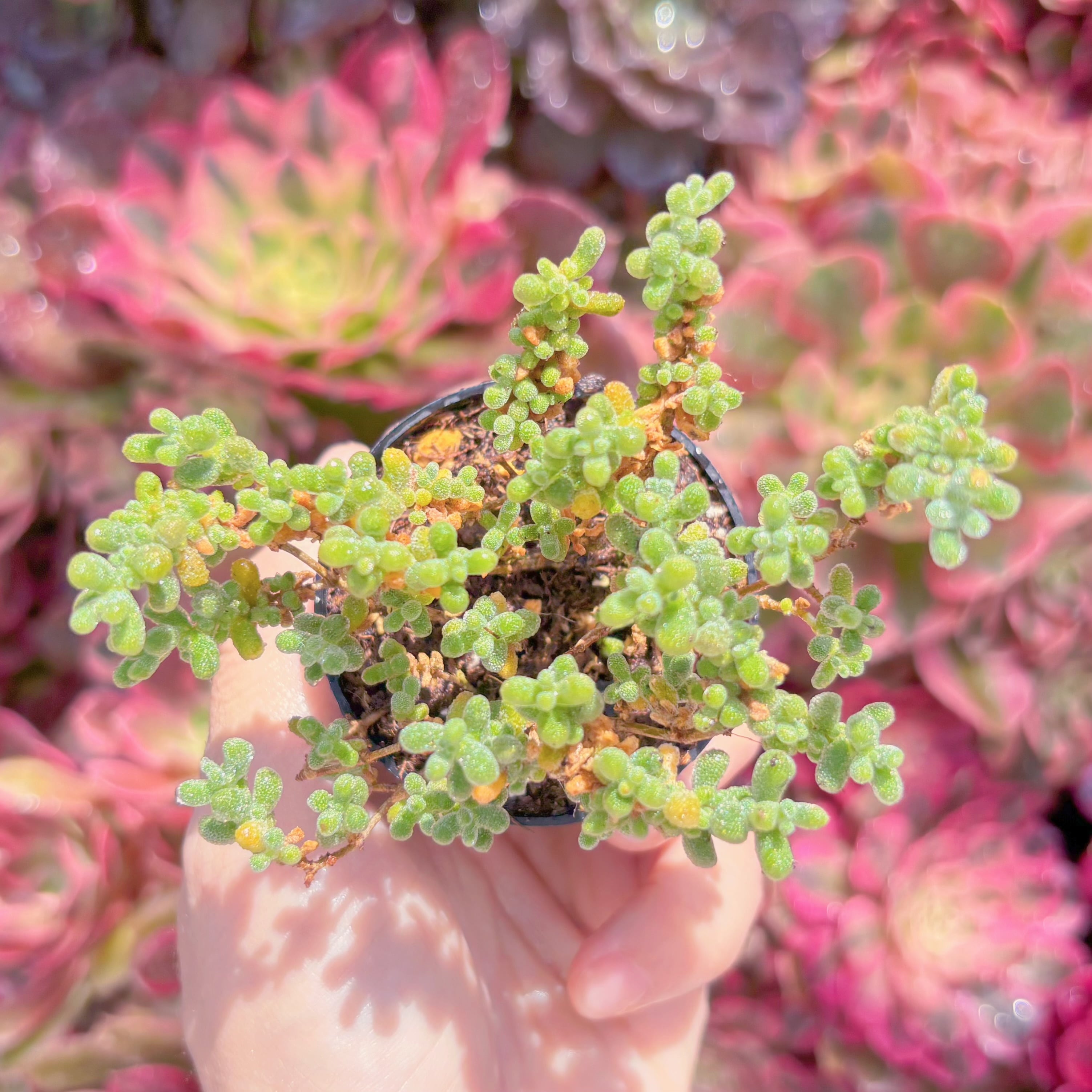 多肉植物　ドロサンテマム　氷晶　新入荷　るる農園