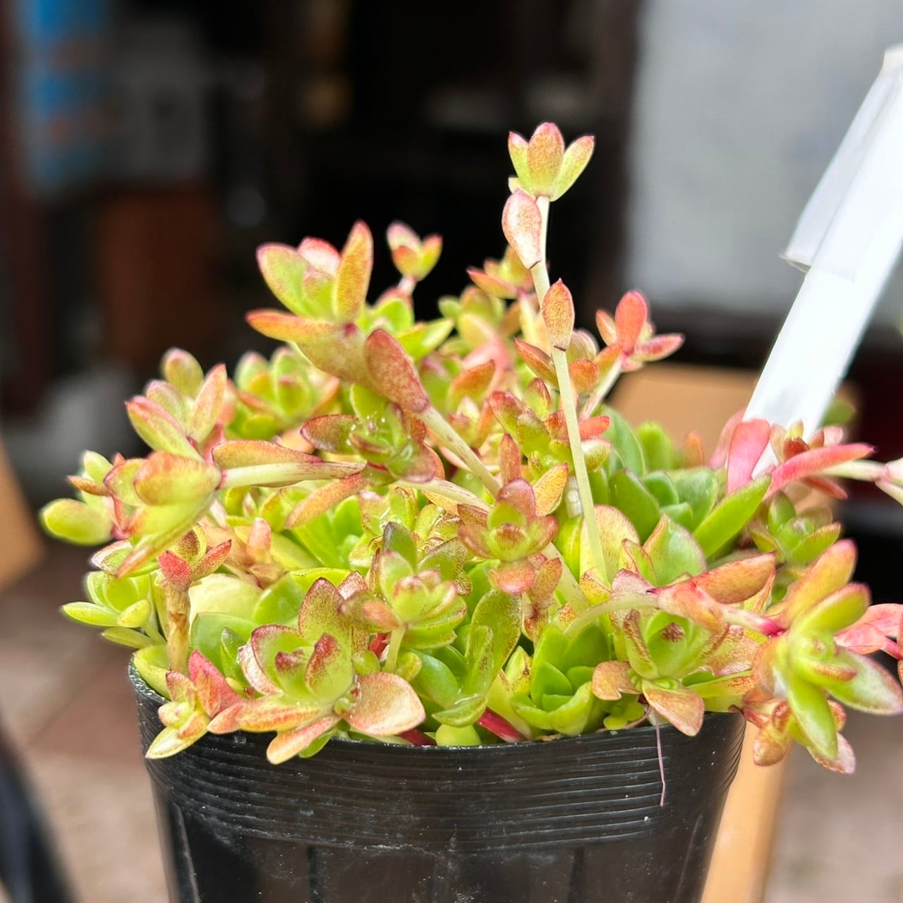 薄紅蓮華 | RuPo 多肉植物専門店
