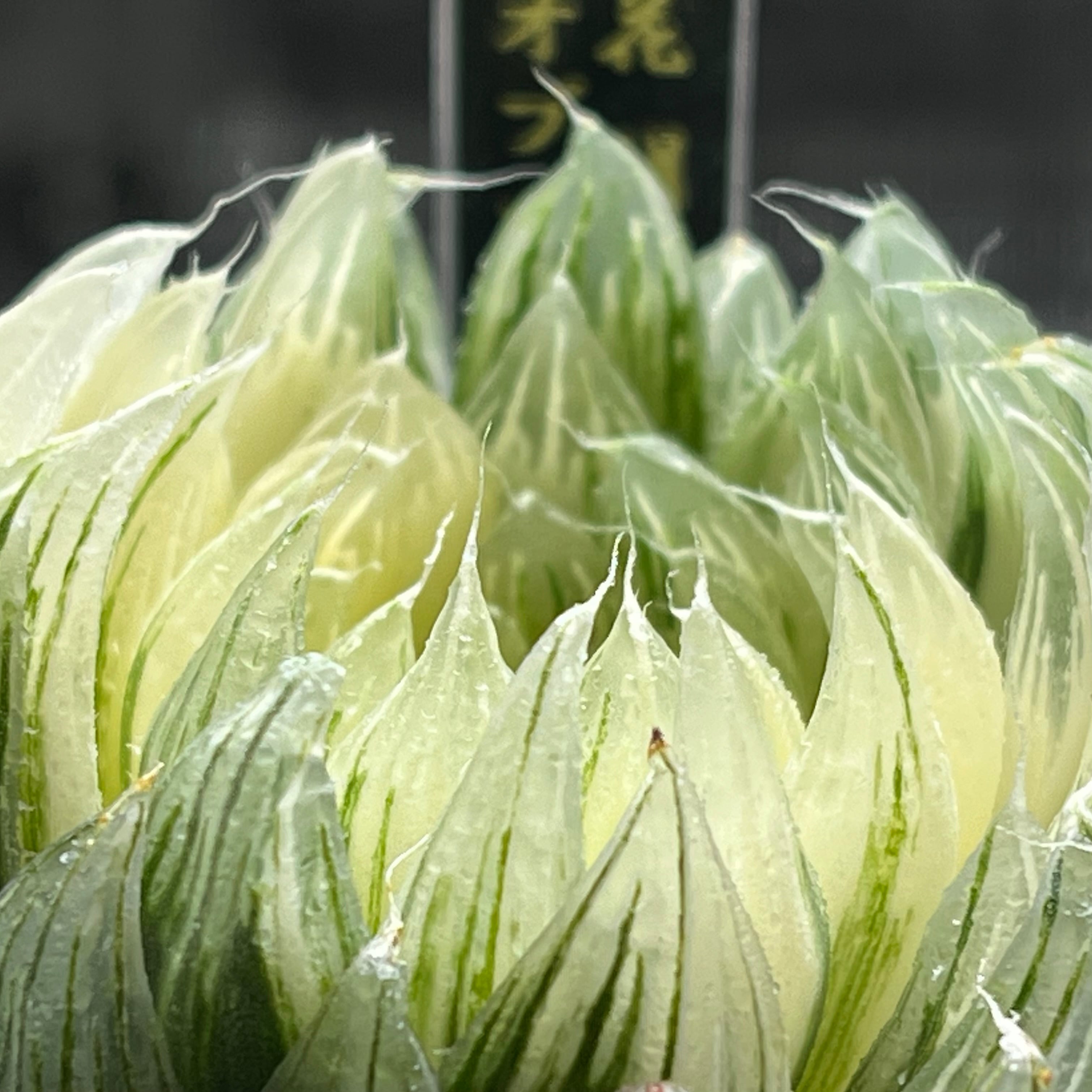 ハオルチア 花胡蝶 オブツーサ錦 | mocono_plants
