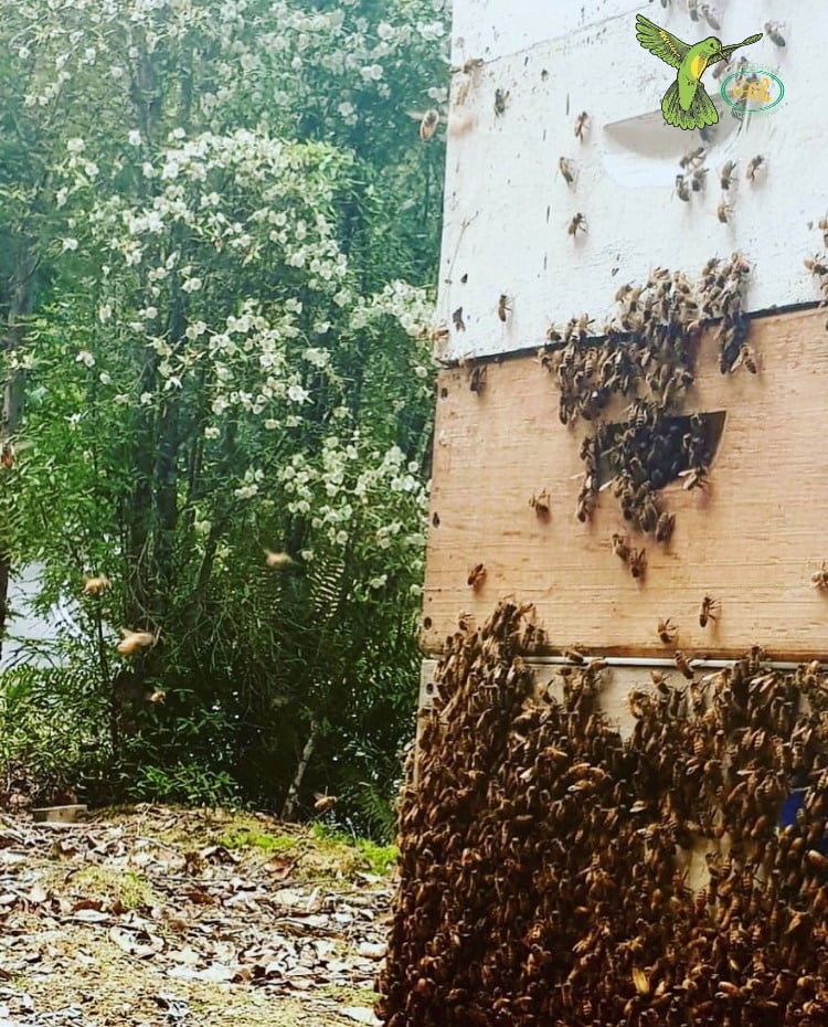 オーストラリア タスマニア島だけで採れるレザーウッドハニー 250g