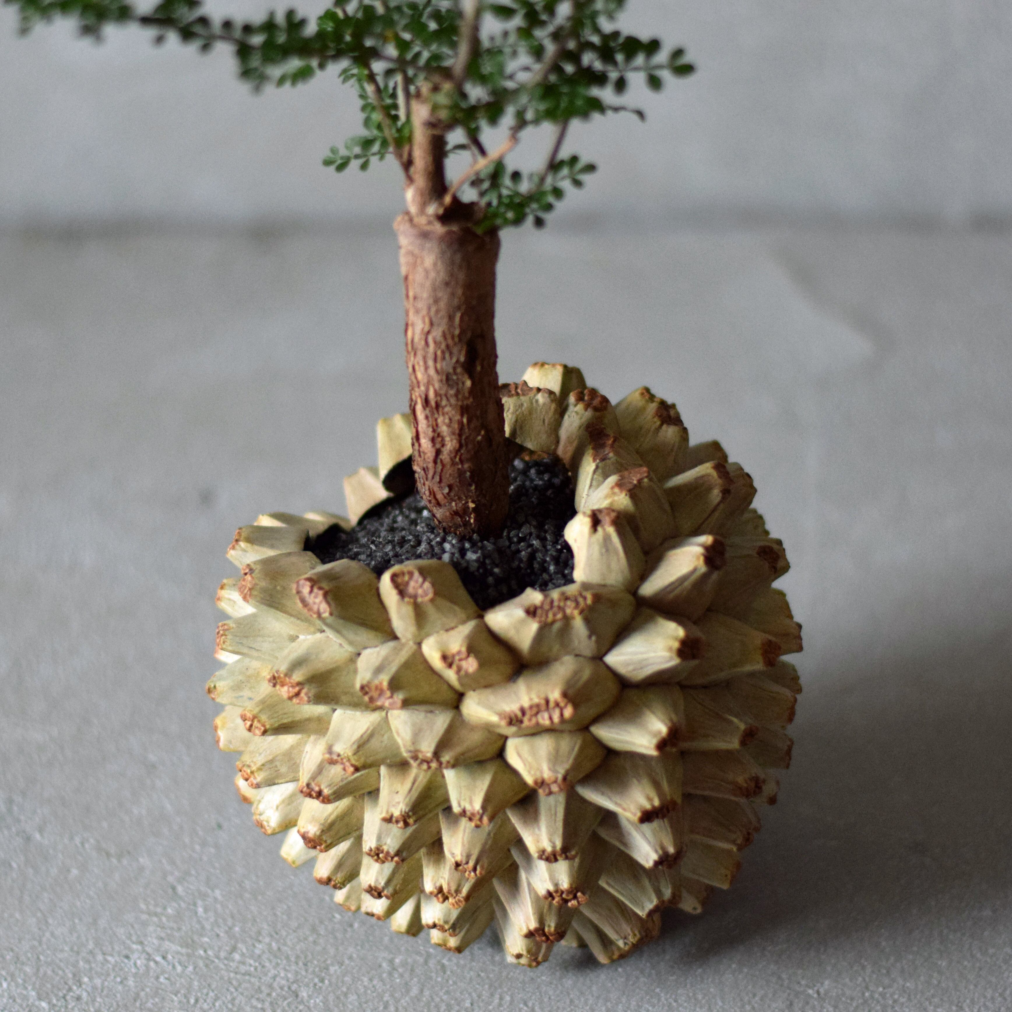 Natural instrument アダンの実（オペルクリカリア・デカリー） | echidna