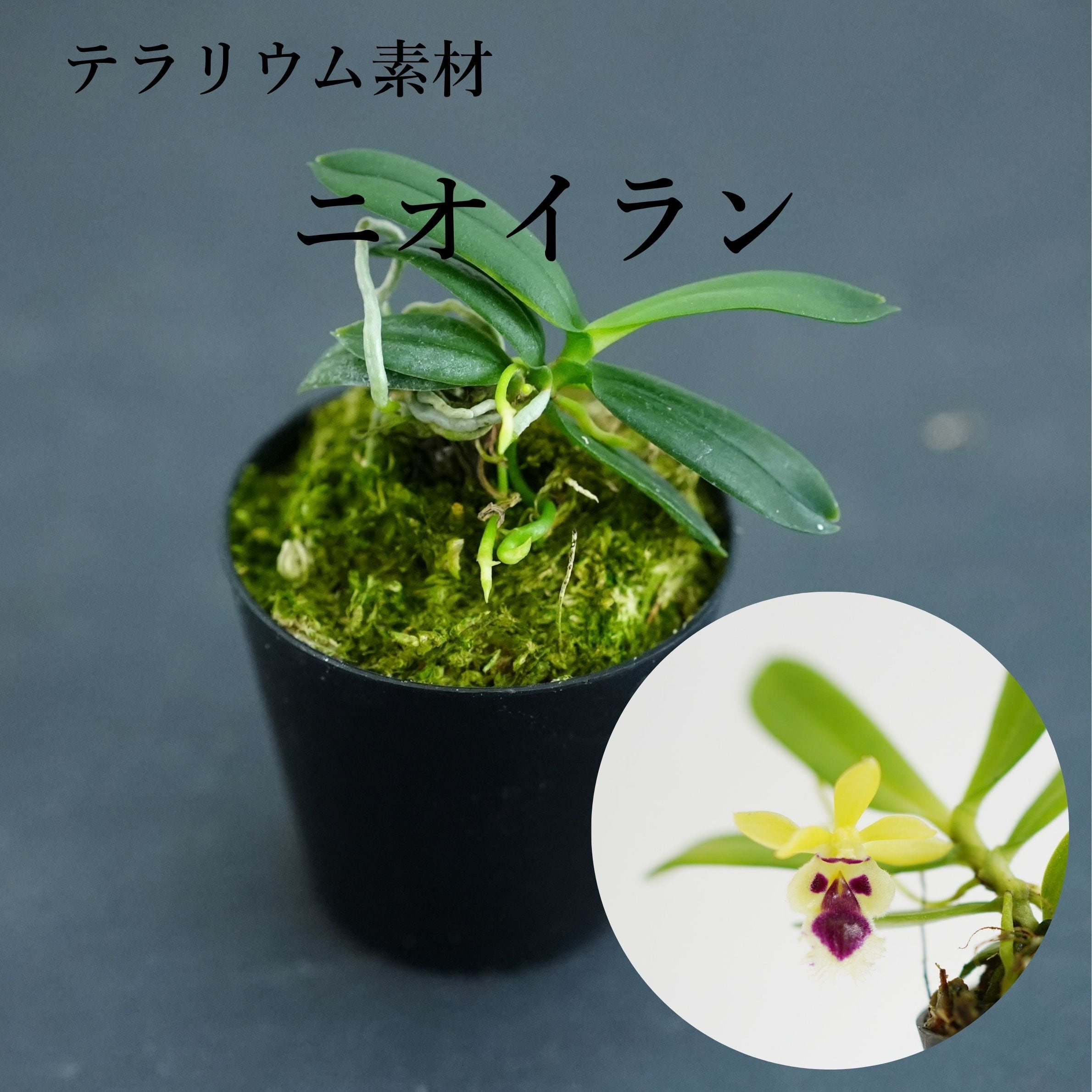 ニオイラン Gastrochilus retrocallus【着生ラン】テラリウム・着生向き