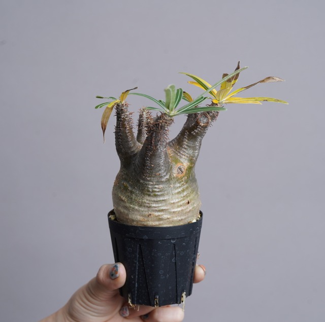 パキポディウム グラキリス no.4〈発根済み〉