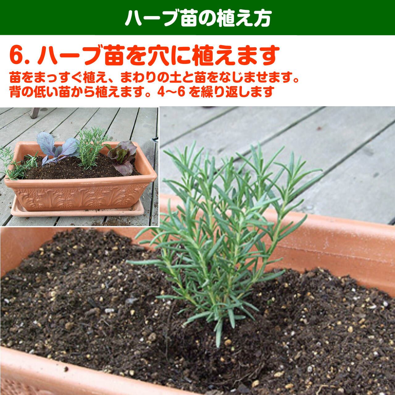 レモンミント苗 000000013381-02-l.jpg?t=