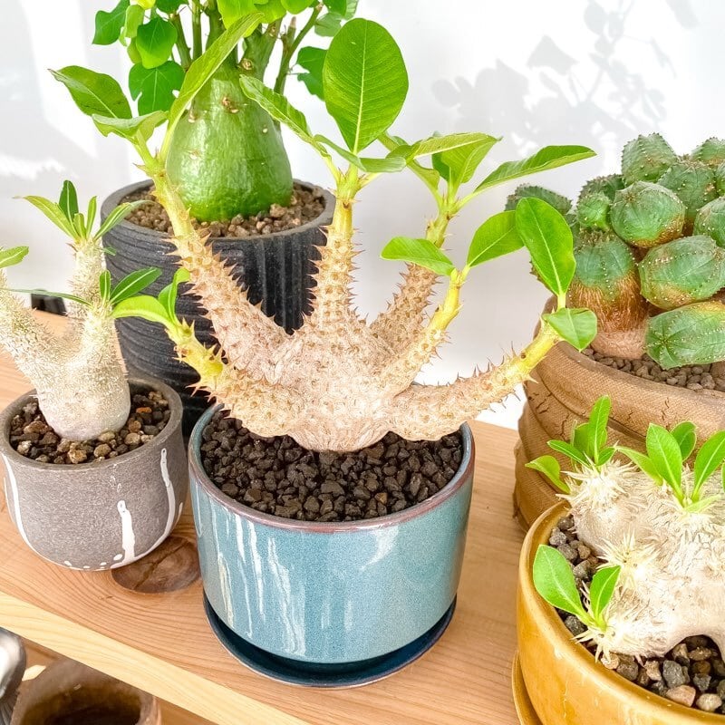 パキポディウム・ウィンゾリー | INERMIS ～perfect plants～