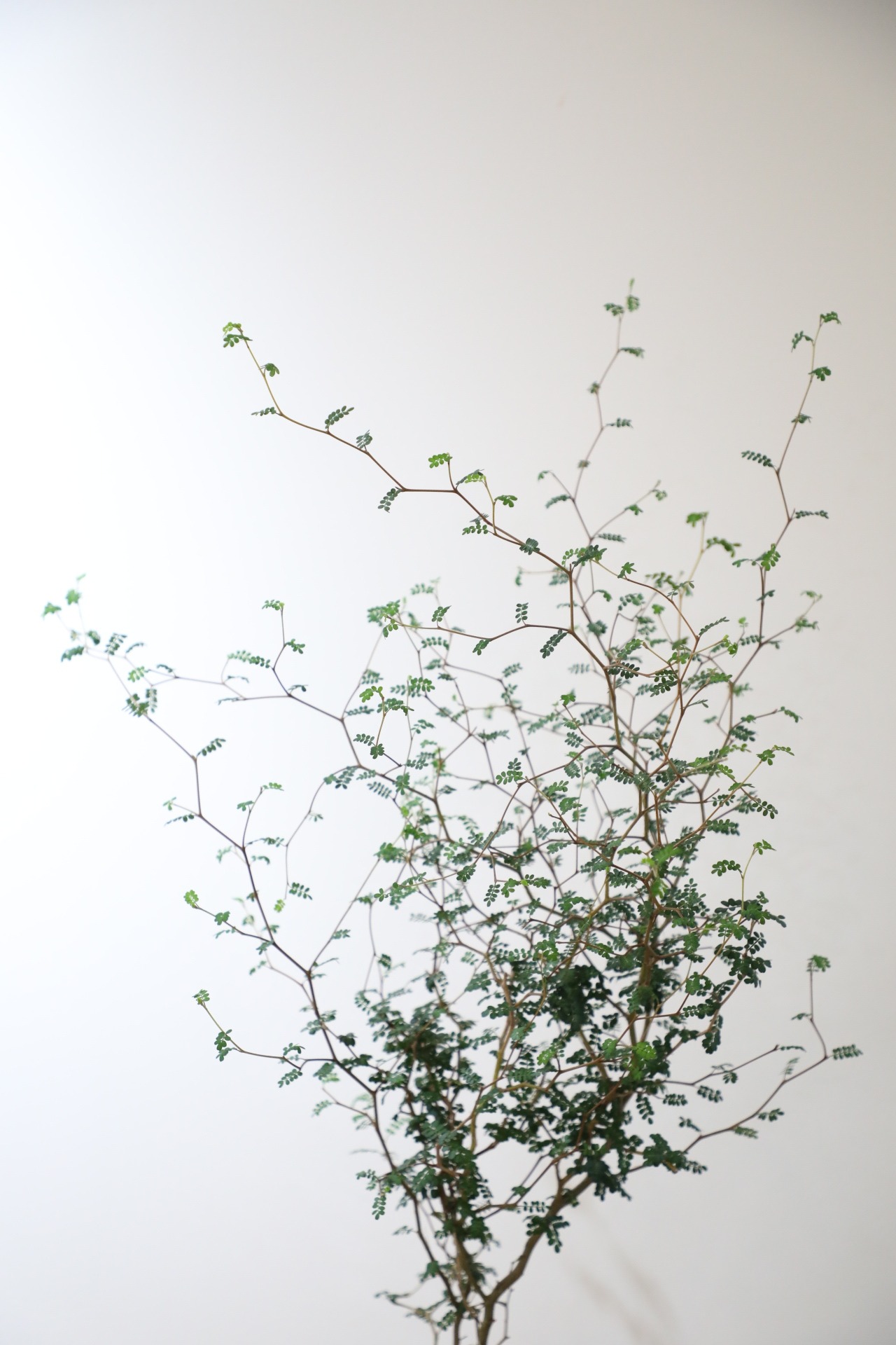 【M】ソフォラ リトルベイビー/Sophora prostrata Little Baby　※スチール鉢カバー付き