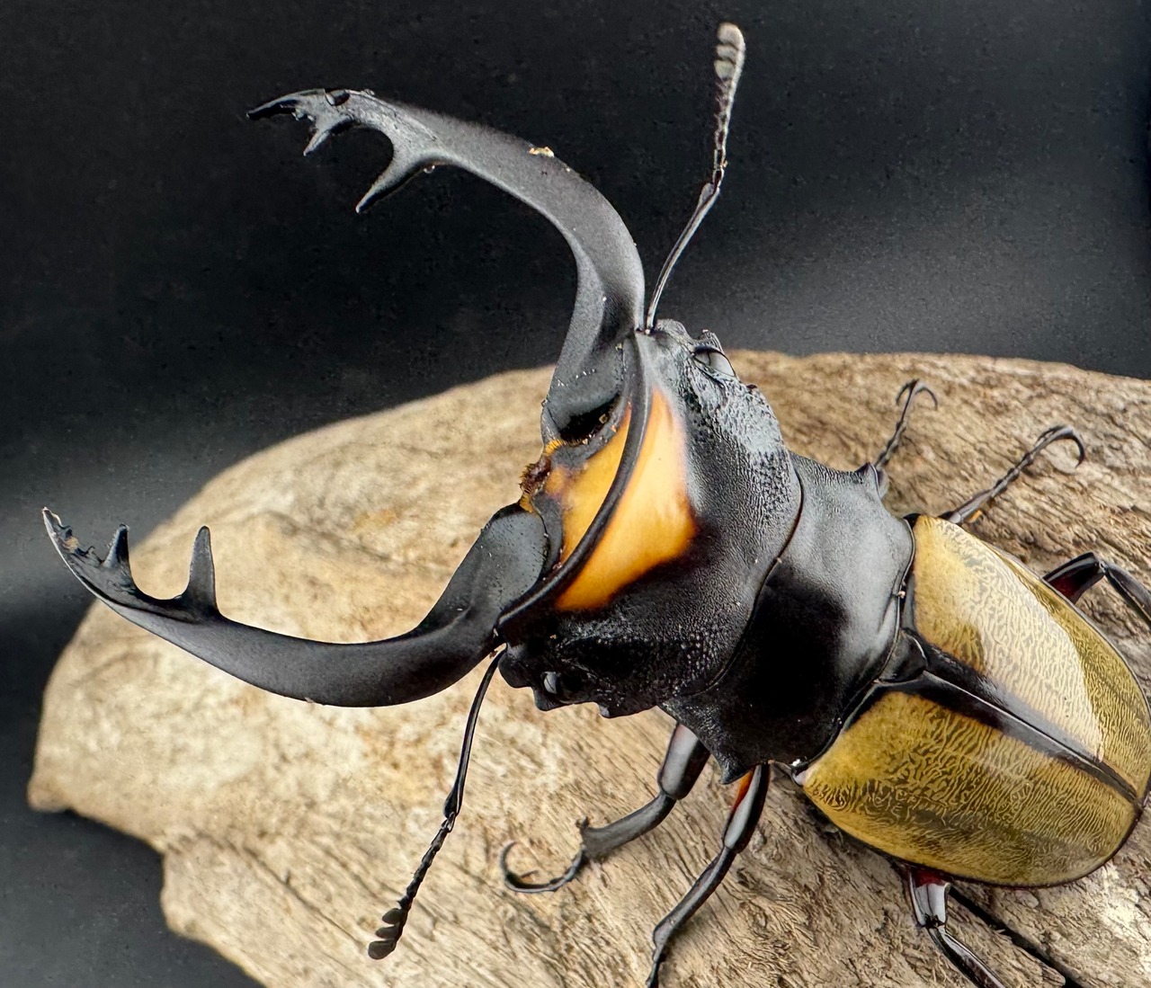 【WD】《ラコダールツヤクワガタ 79.5mm ペア》