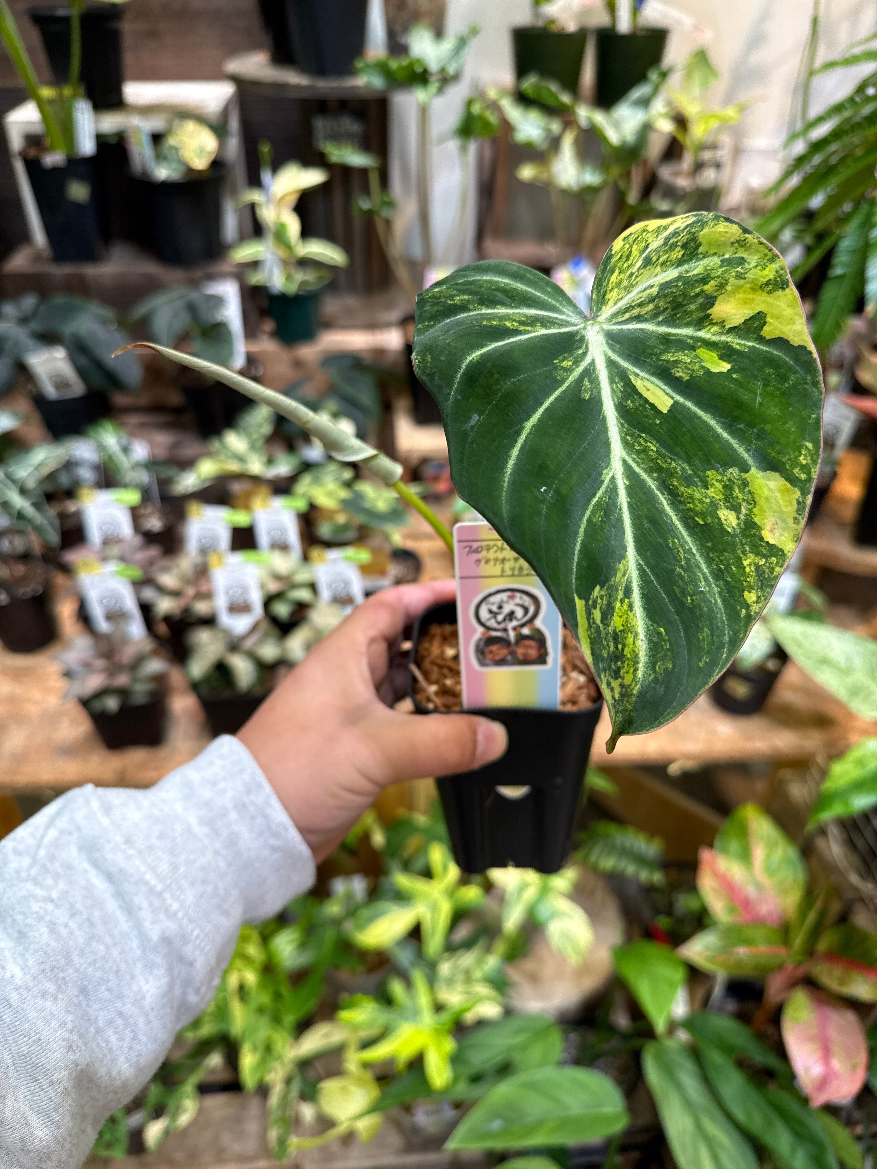 フィロデンドロン グロリオーサムトリカラー斑入り | Gardenえん