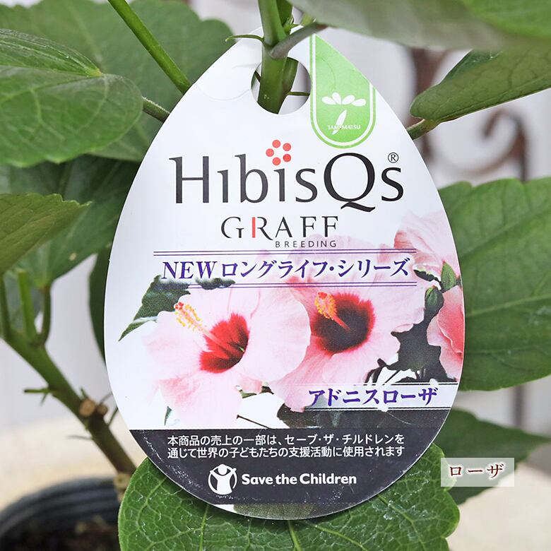 苗季 花苗 ハイビスカス ニューロングライフ 3.5号 ダブル ピンク ホワイト
