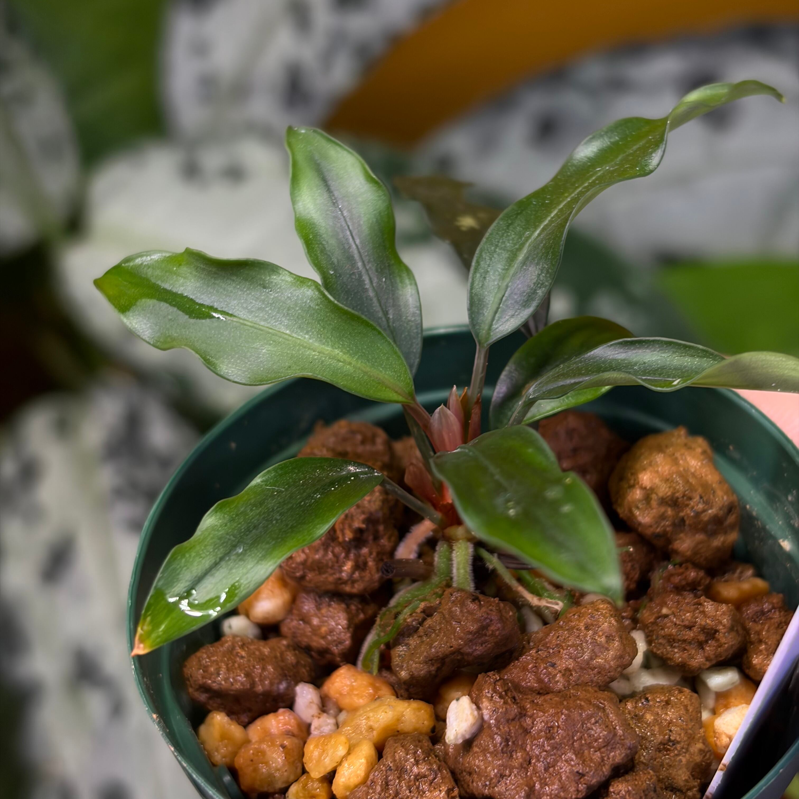 Huluarum sp. Mahakam Hulu Kalimantan Timur【ZOE0226-03i】 | 熱帯
