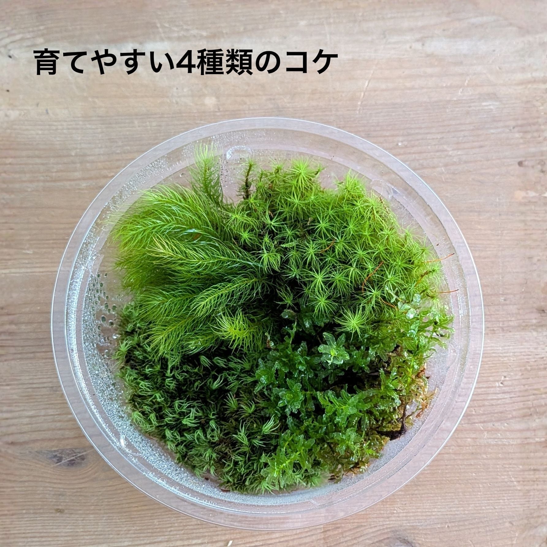趣味の園芸7月号 掲載記念】景色をつくる苔テラリウムキット（BOX