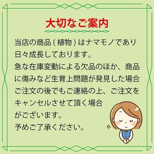 ユッカ・ロストラータ 5号 | 日本ライン花木センター