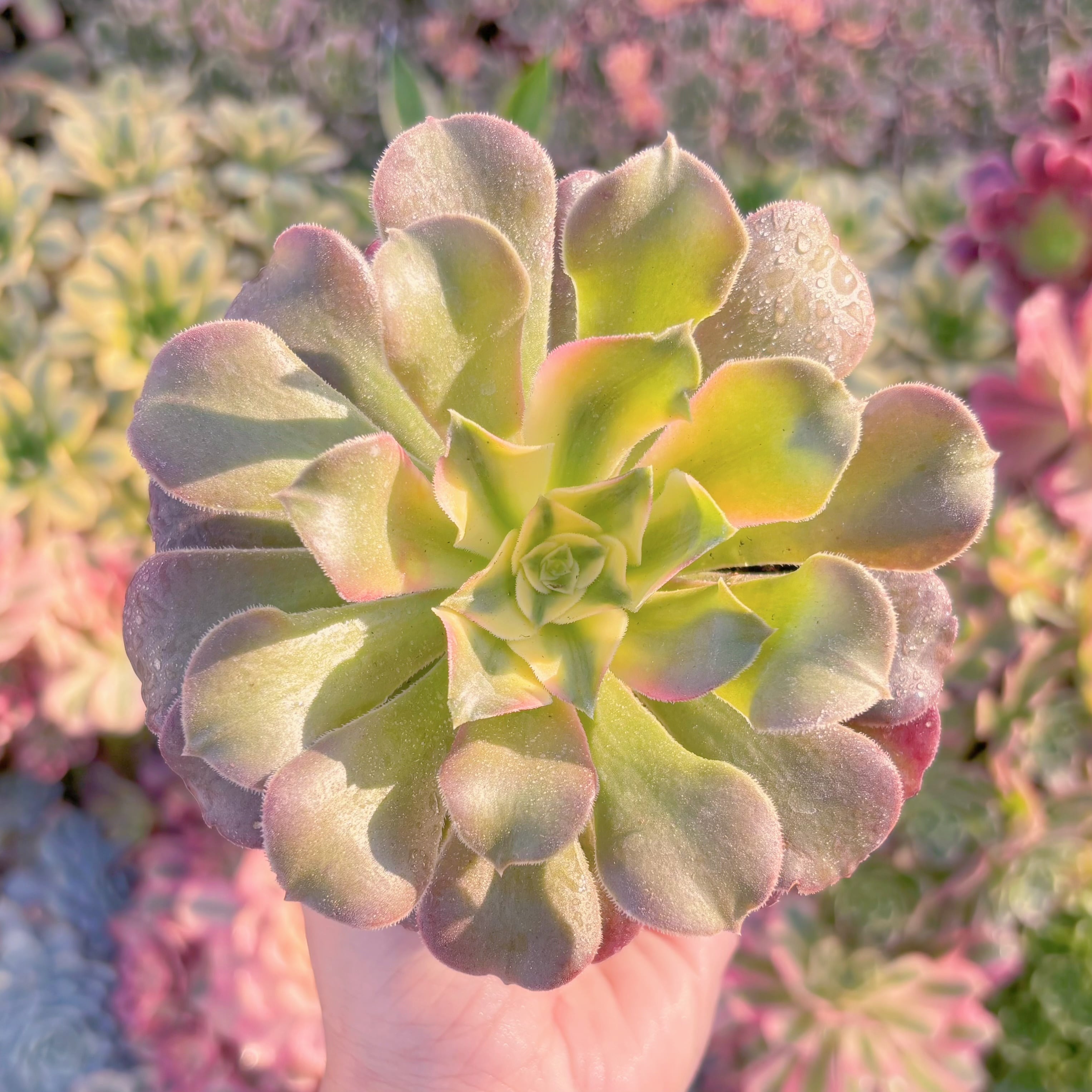 現品　アフラダイティ変異#228　るる農園