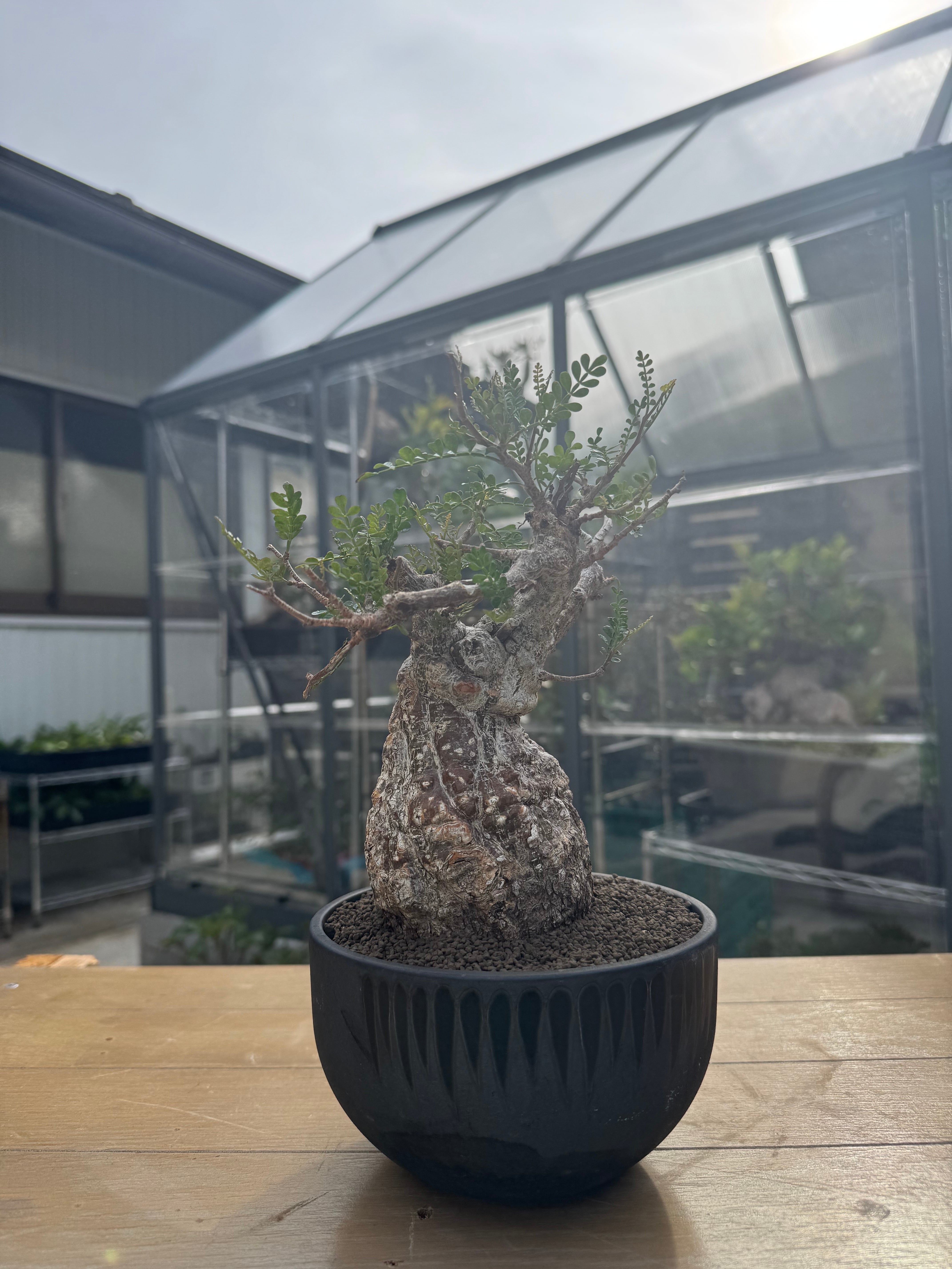 新着】Operculicarya pachypus × OLD VALIEM DEVIL【壺型 最高の株