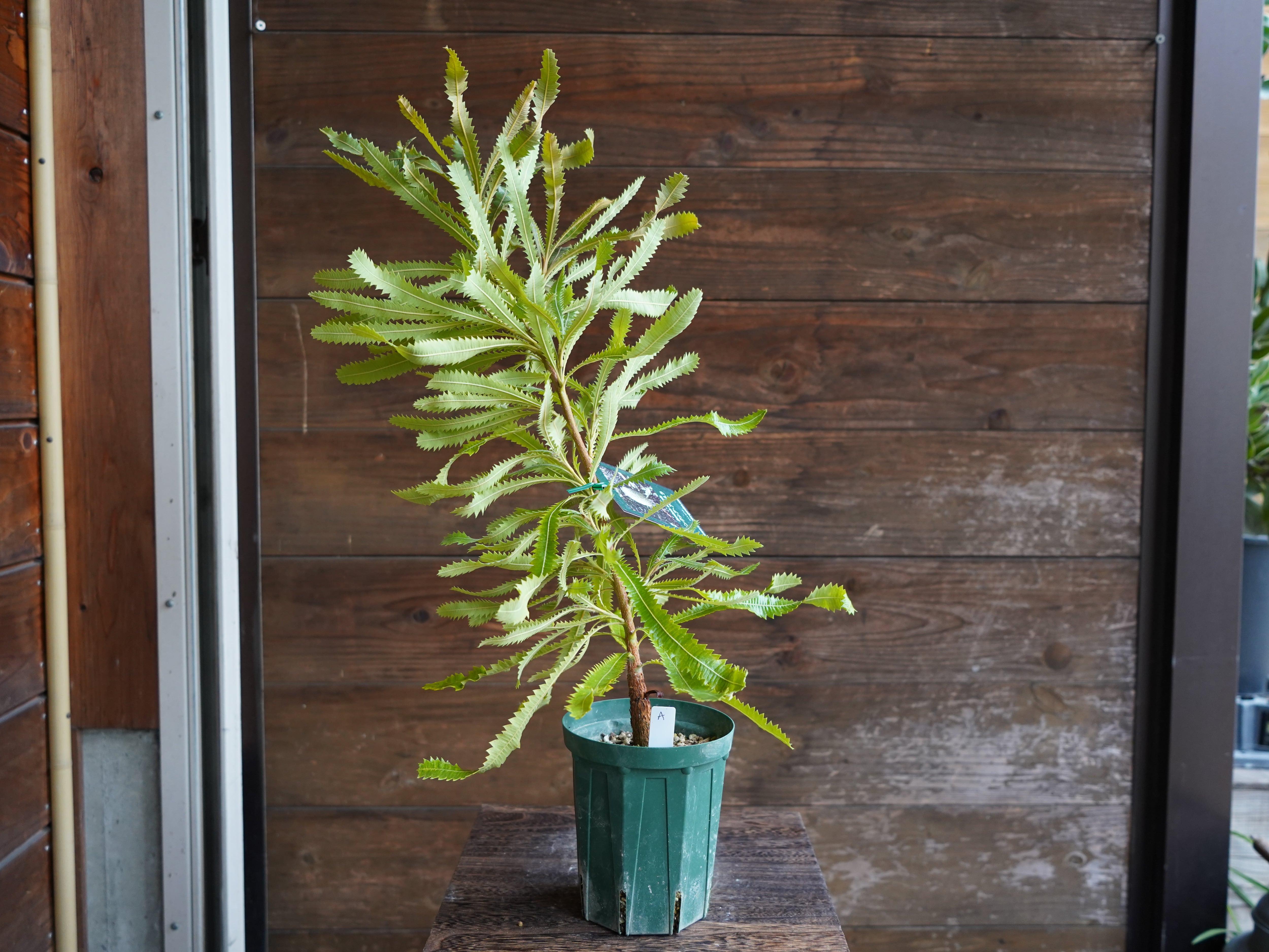 【現物】バンクシア　”アエムラ”　A