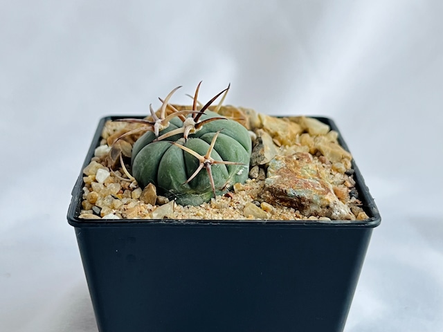 Echinocactus horizonthalonius　エキノカクタス　雷帝　太平丸　サボテン