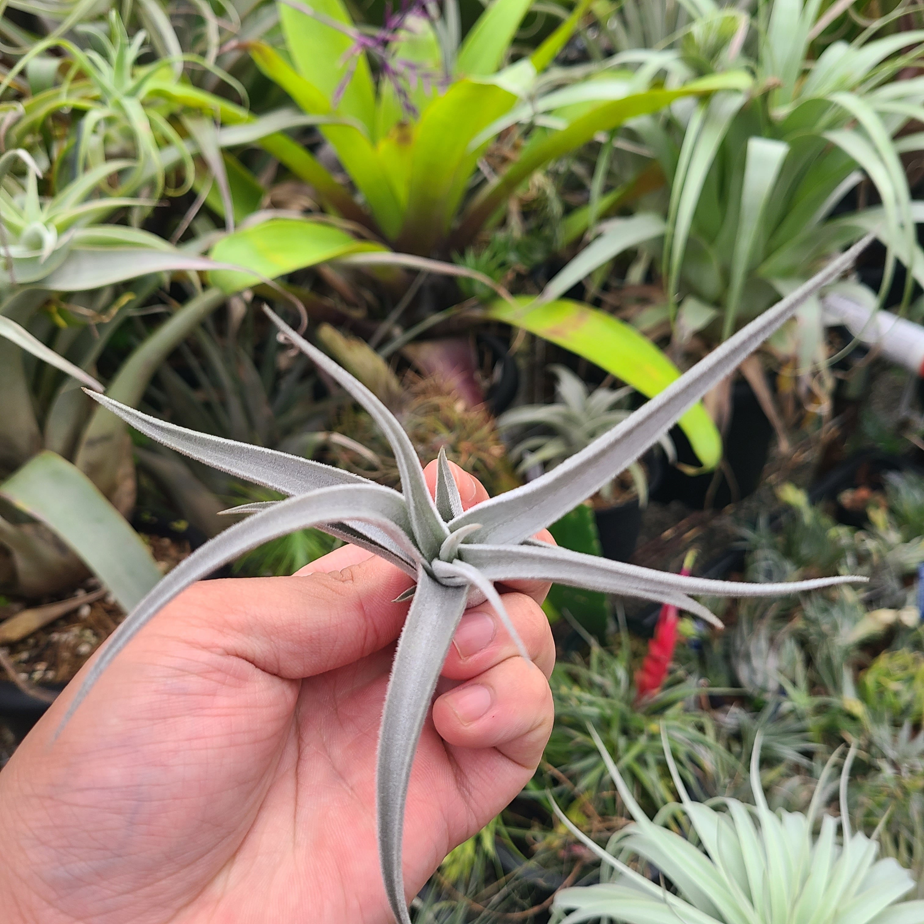 Tillandsia sp. (SP, Brazil) | PINEAPPLES