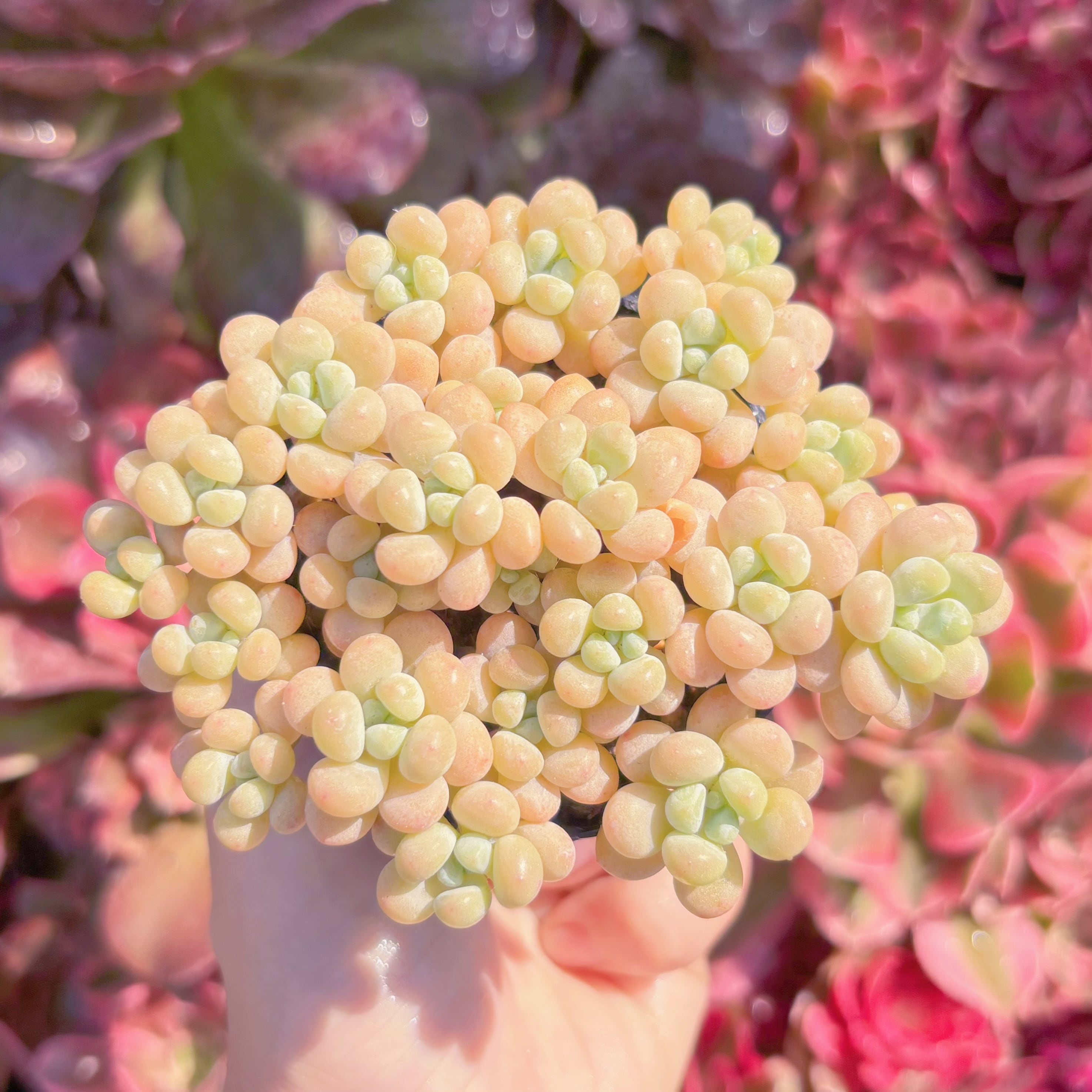 多肉植物　丸葉ストロベリーミルク　群生　新入荷　るる農園