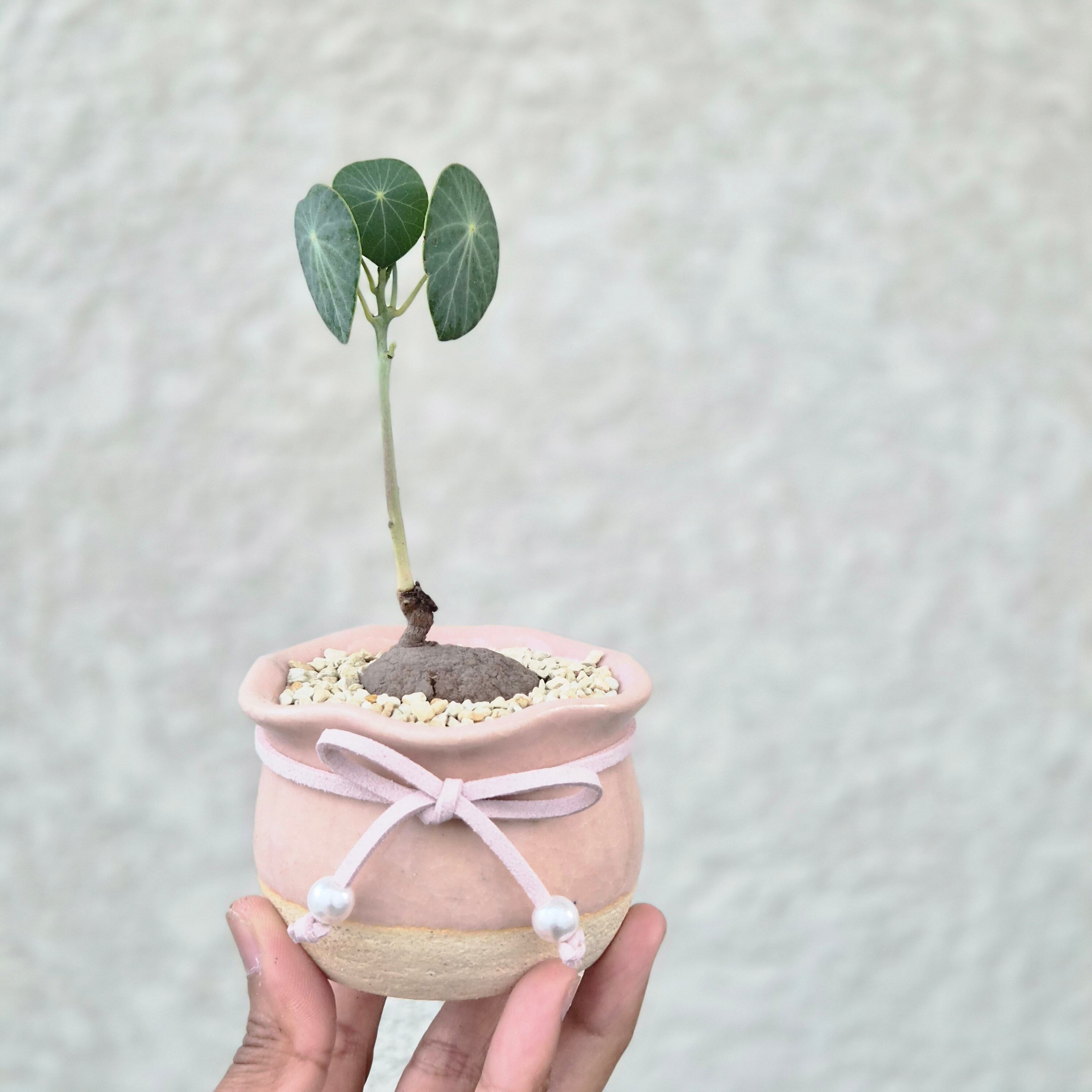 P.Willinckii cv. Sailor Mercury 【artPLANTs】ビカクシダ
