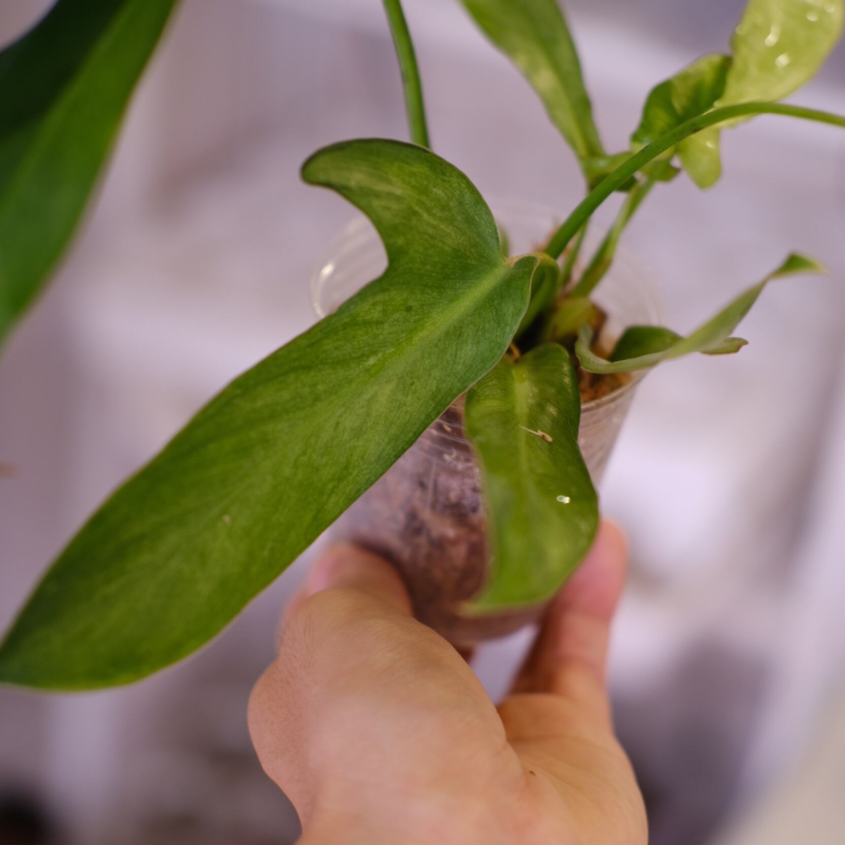 フィロデンドロン ロンギロバトム ミント│Philodendron longilobatum