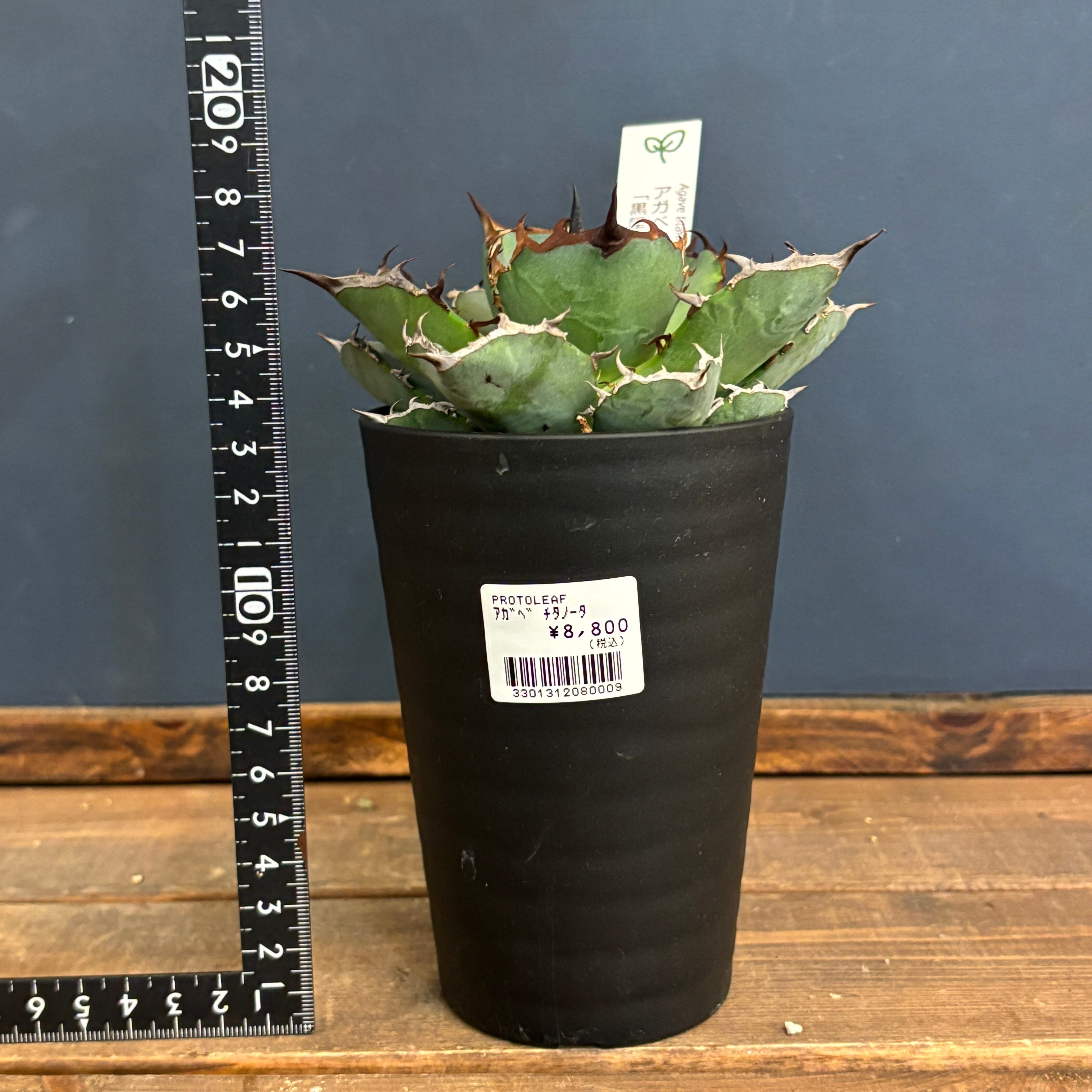 アガベ　チタノタ　実生選抜　犀系 アガベ チタノタ 実生選抜 犀系 アガベ