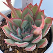 【現物商品】ムーンシャイン