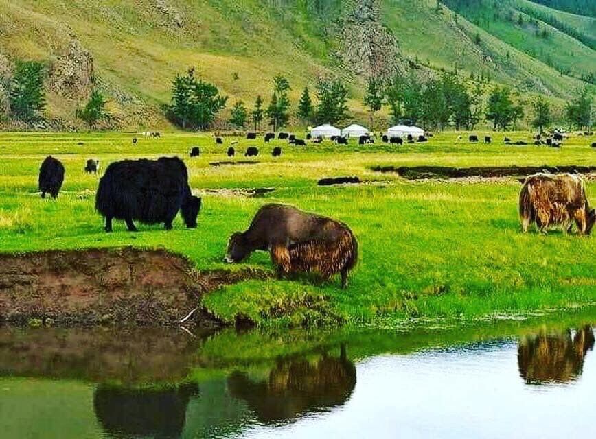 ヤクウール(ヤクダウン)70% /ベビーキャメル30%ストール オーガニック ヤクウール(ヤクダウン)70% /ベビーキャメル30%ストール