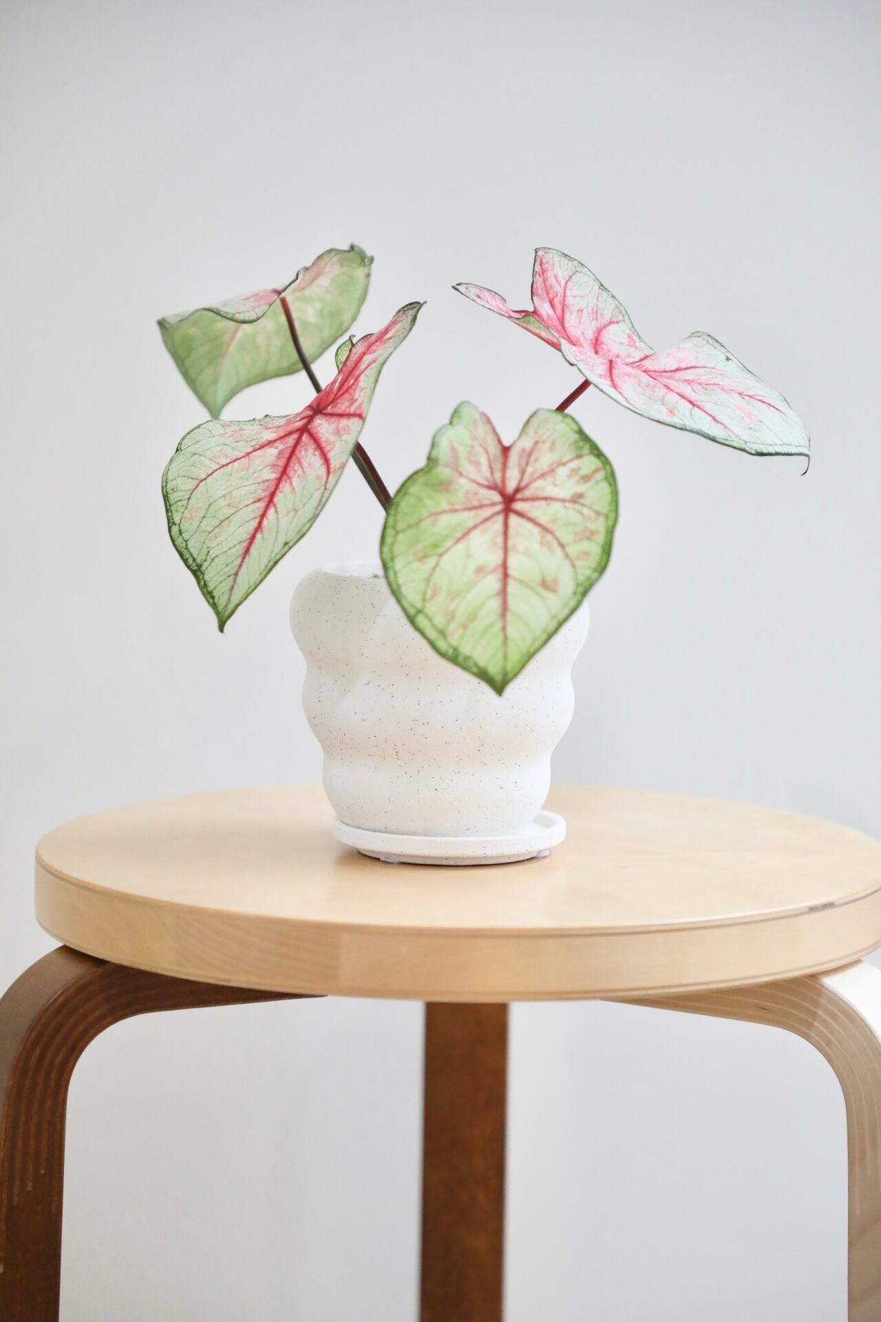S】カラジウム トッツィ/Caladium | 【厳選植物・器】MIDORI DOUMEI 翠