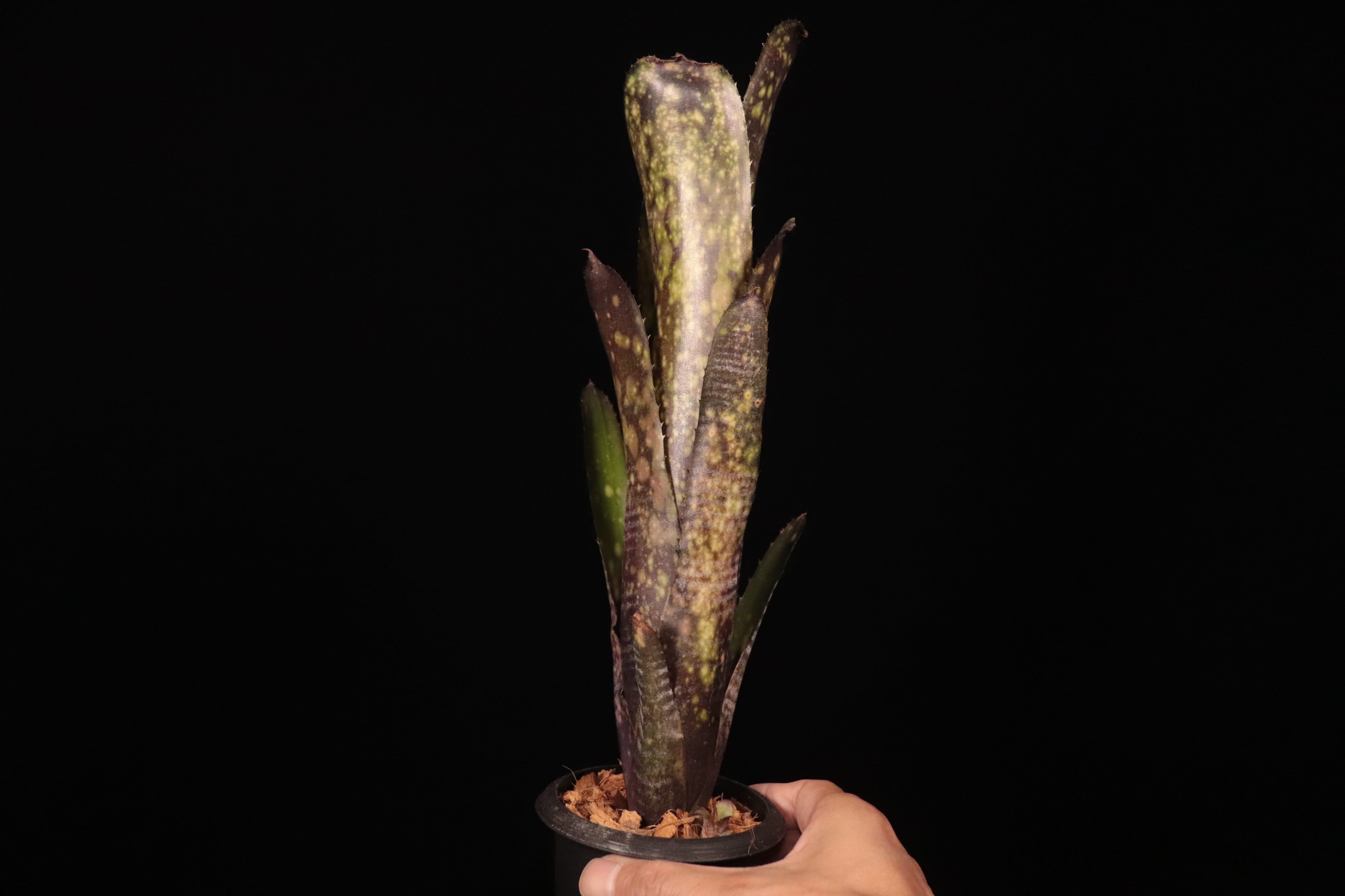 Billbergia 'Talbot Dust'〔ビルベルギア〕B352 | plane plants