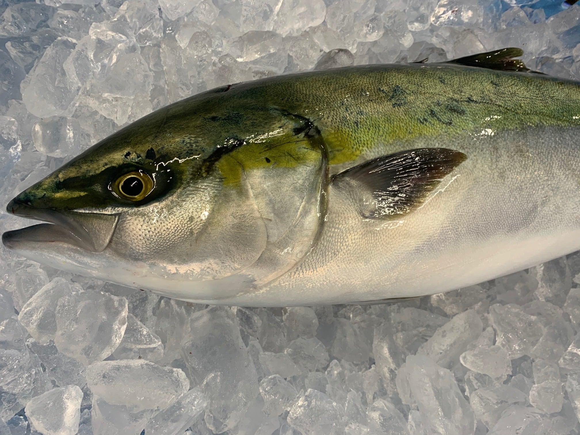 一本釣り天然ブリ！！18日発送☆ 食品、飲料 魚介類 公式通販