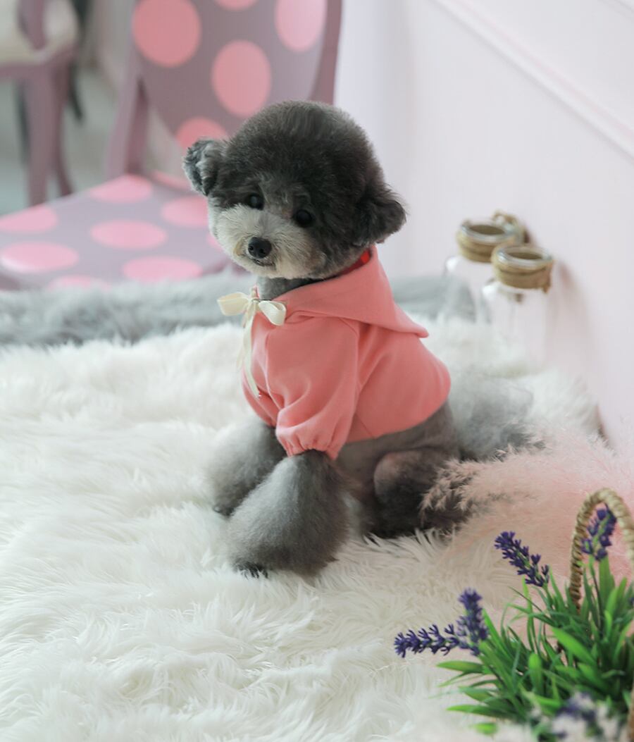 nagrang crop hood S ～ XL 4color / 犬服 秋冬 ショート丈 パーカー フード おパンツカット 無地 シンプル ドッグウェア 小型犬 中型犬 お揃い お出かけ 韓国ワンコ服