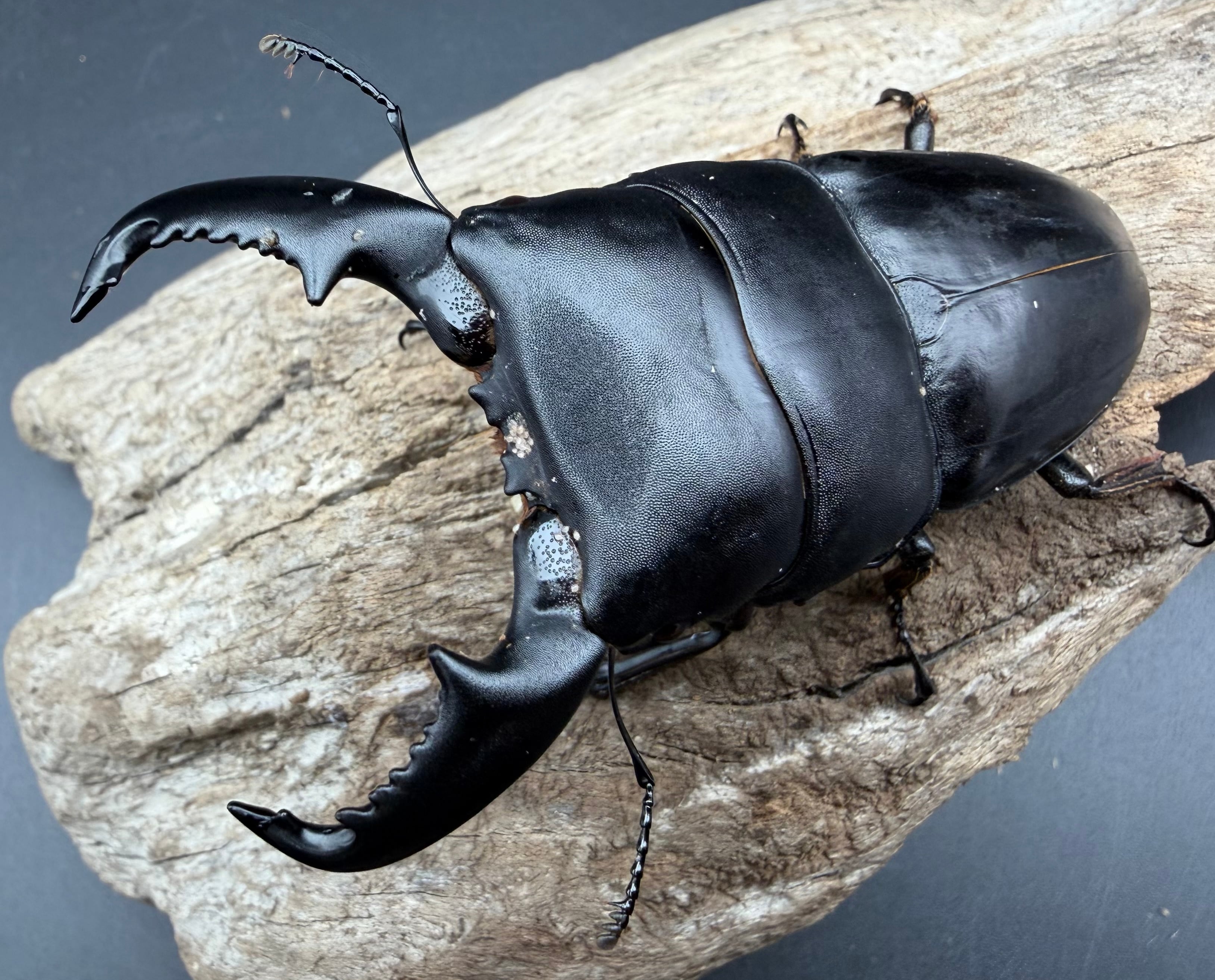 WD】《スマトラオオヒラタ パダン産 87mm ペア》 | KPW公式オンライン