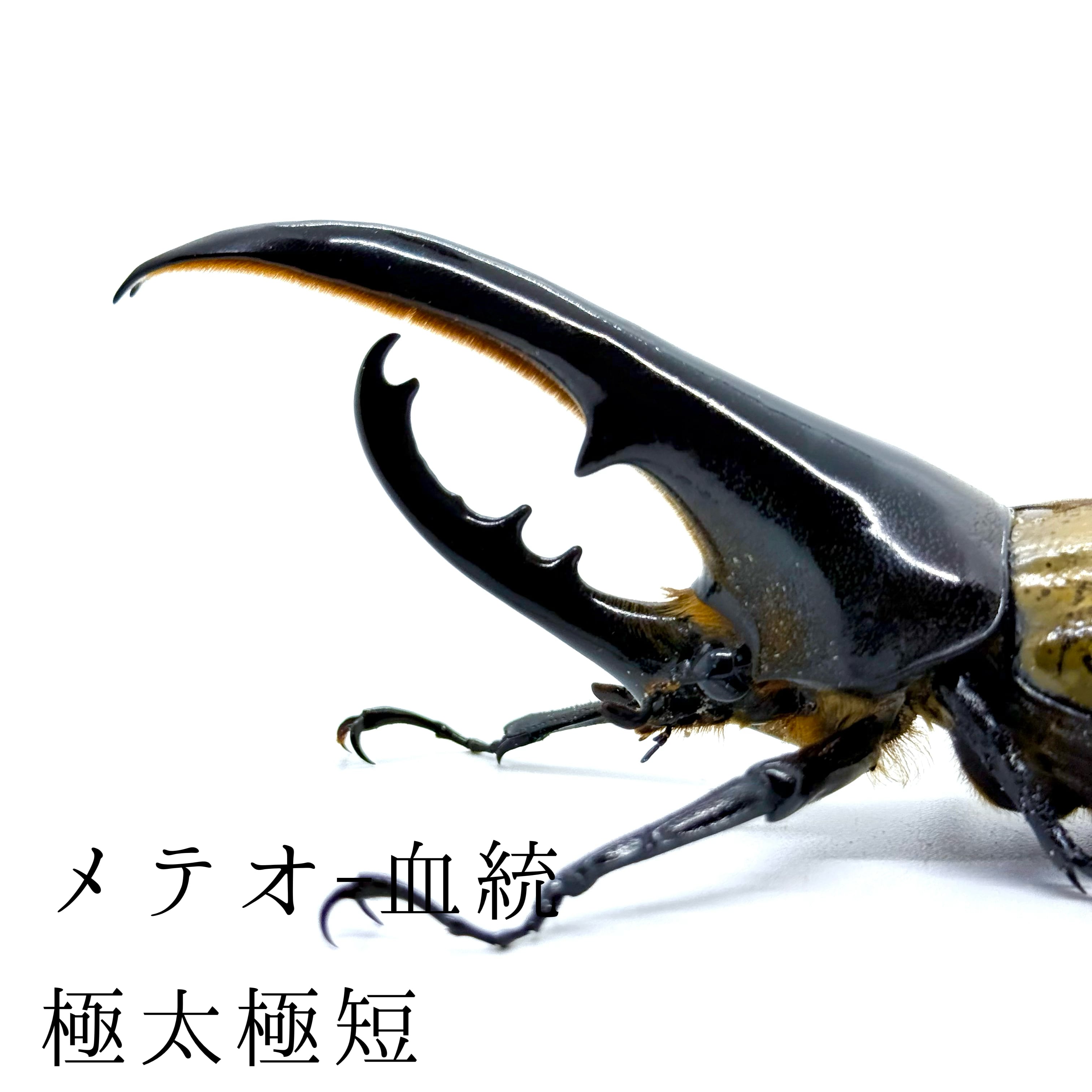 極太極短 / 成虫 / オス / ヘラクレスオオカブト