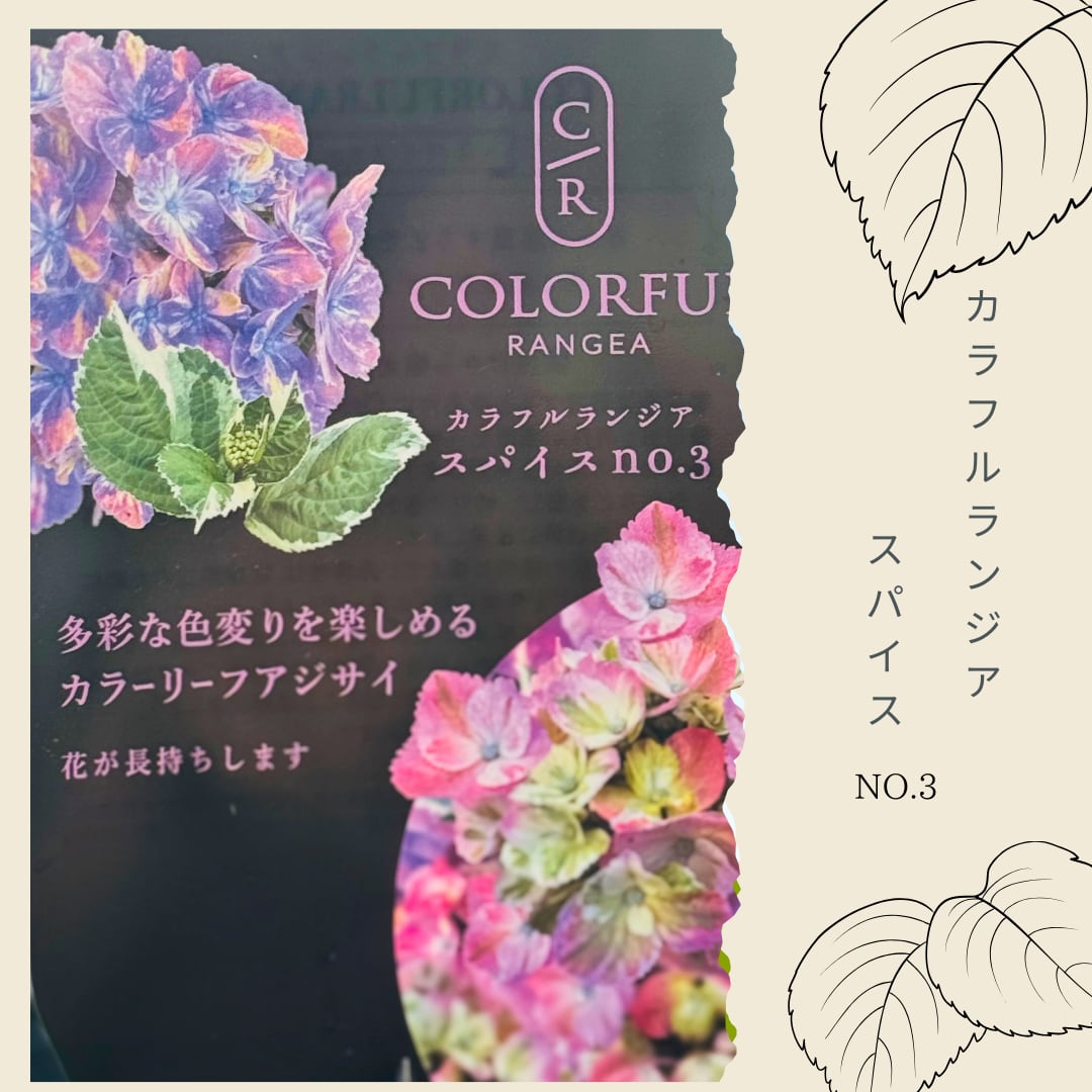 紫陽花 カラフルランジア :スパイスNO.3 新品種 斑入り 紫陽花 カラフルランジア :スパイスNO.3 新品種 斑入り