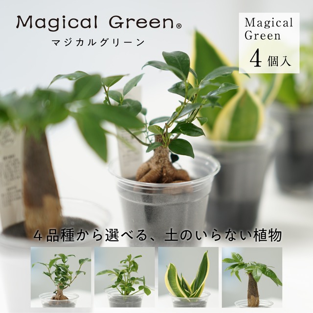 マジカルグリーン　Magical Green　４個セット