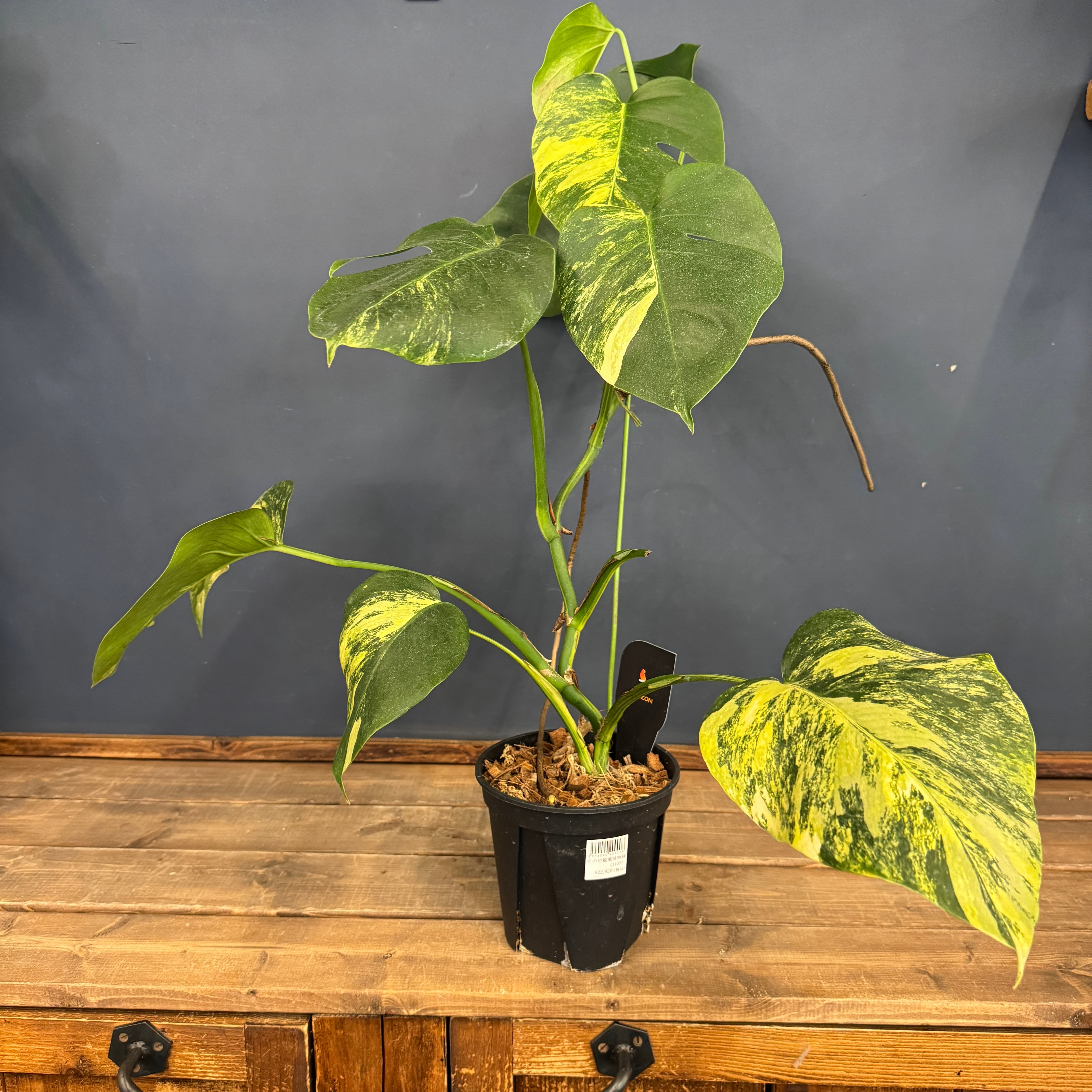 クリアランス】モンステラ ボルシギアナ オーレア(黄斑)【1050